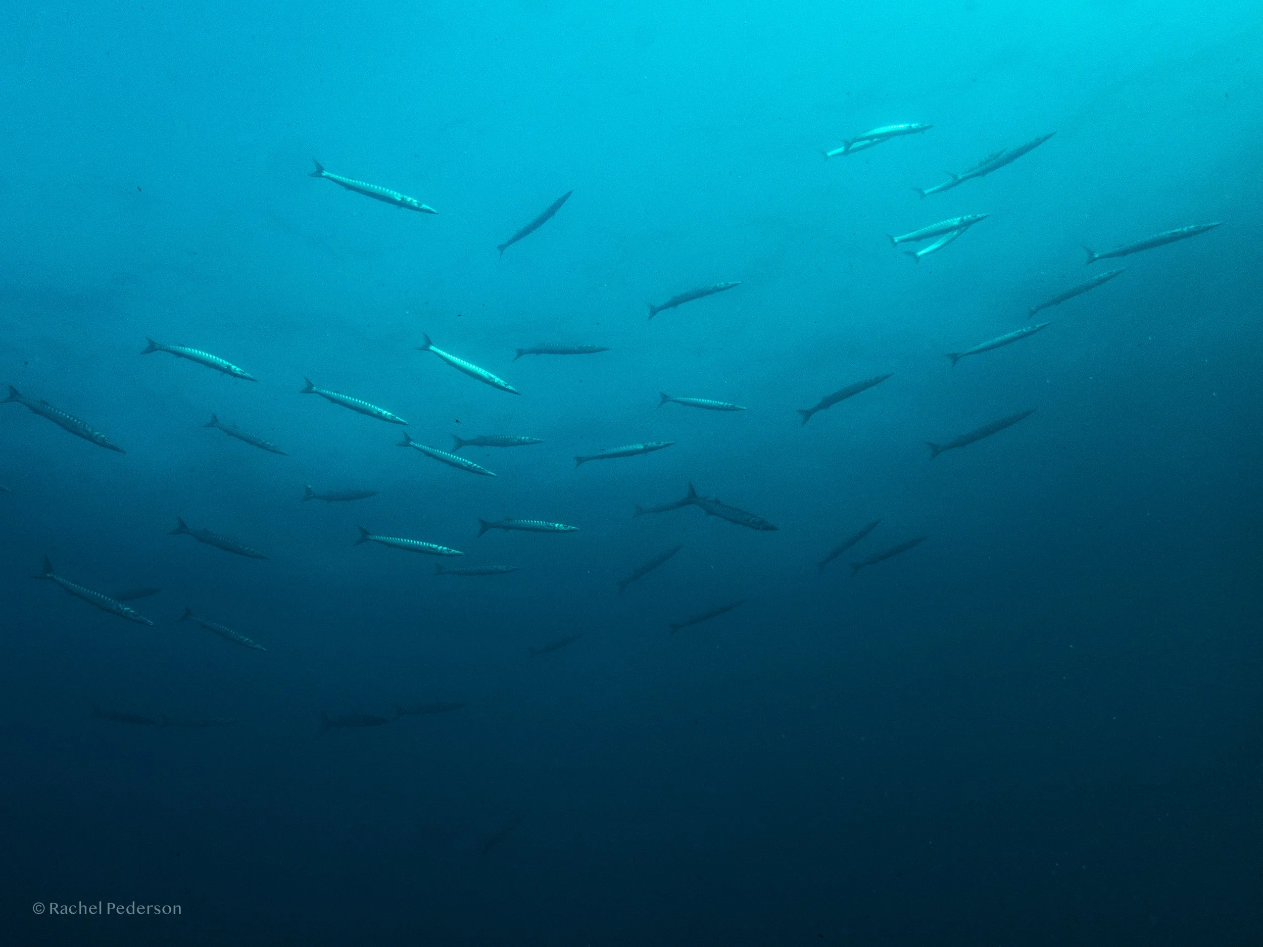 R. PEDERSON PORTUGAL-02.jpg