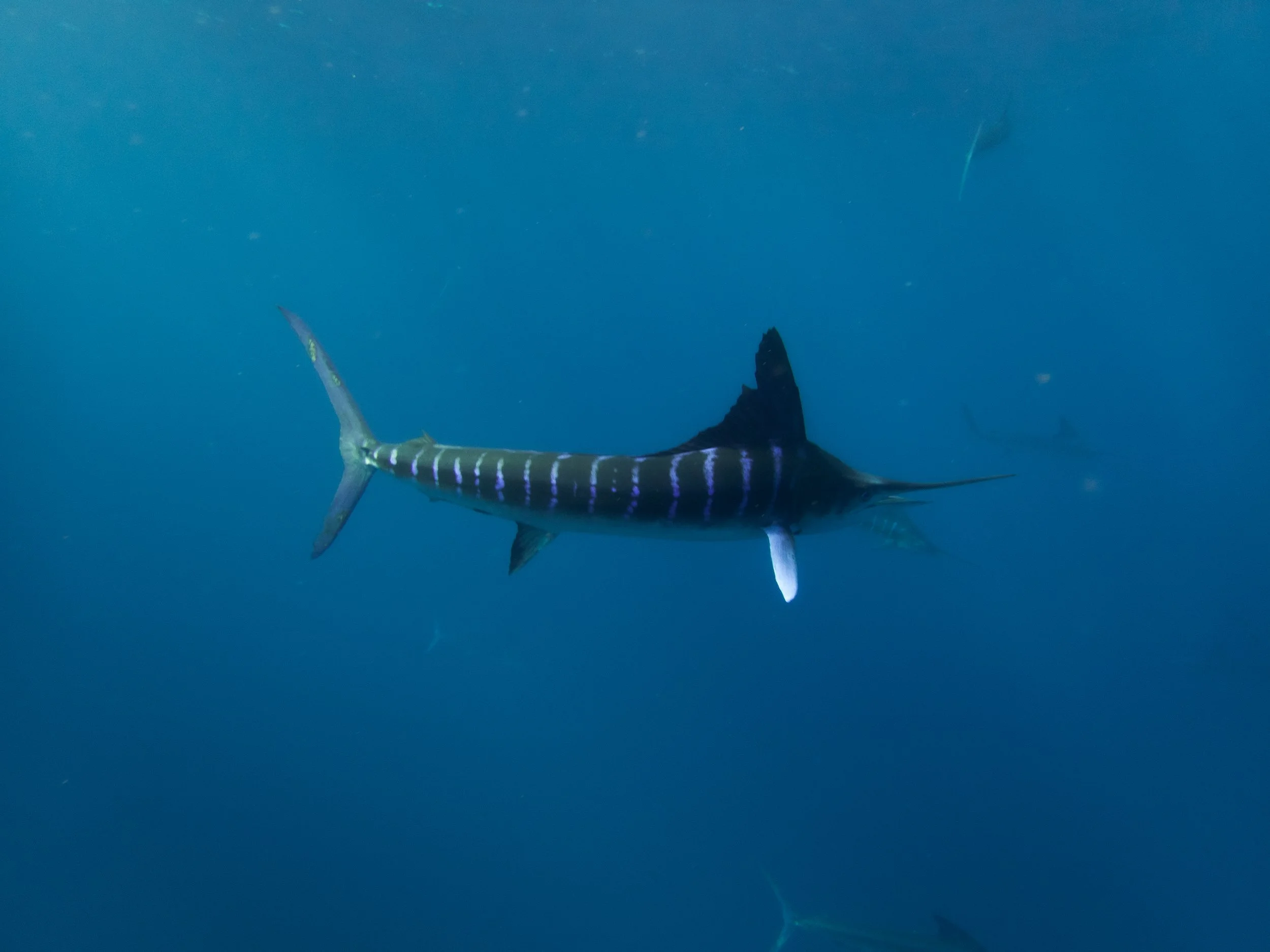 R. PEDERSON MAGBAY25-1.jpg