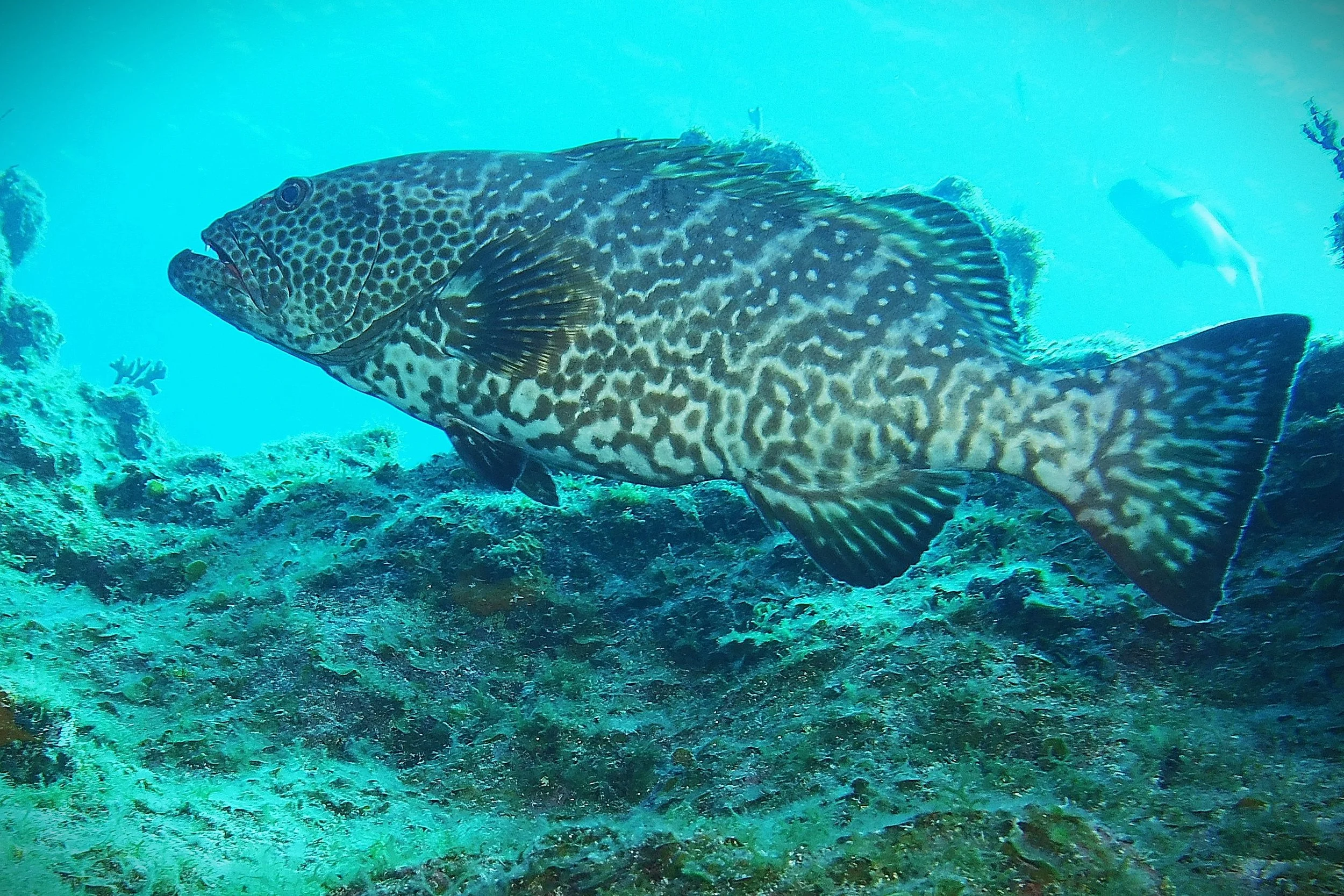 T. Pederson, Tiger Grouper
