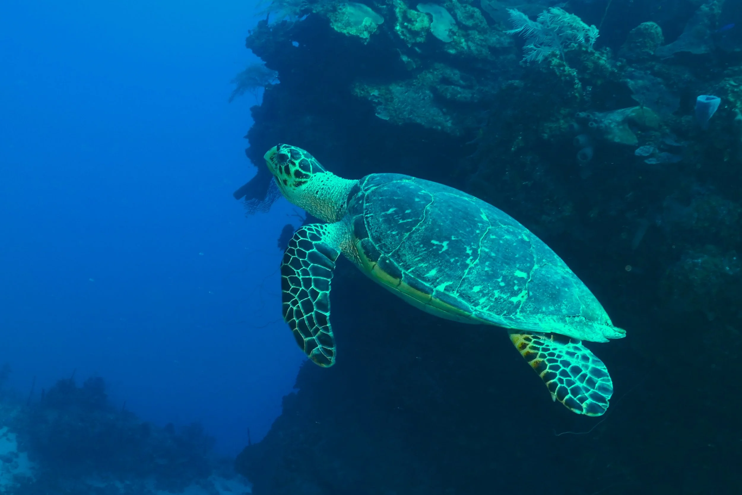 T. Pederson, Hawksbill Turtle