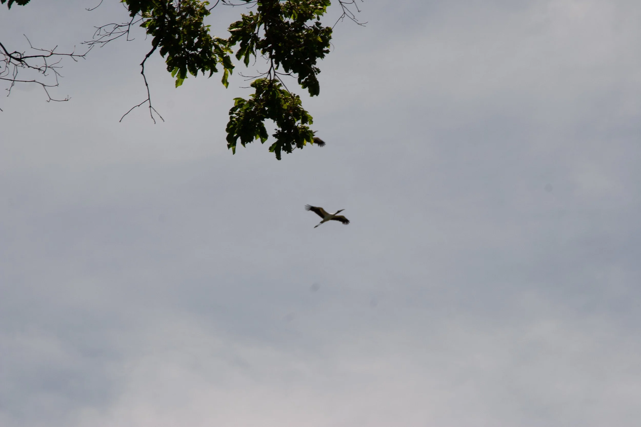 IMG_2156.jpg