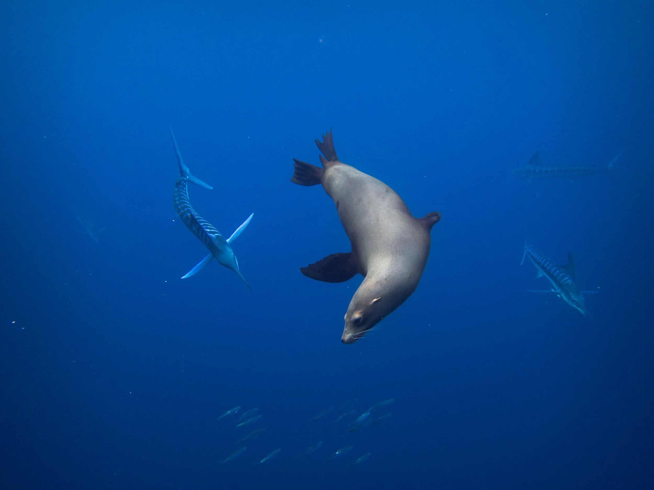 R. PEDERSON MAGBAY25-2.jpg