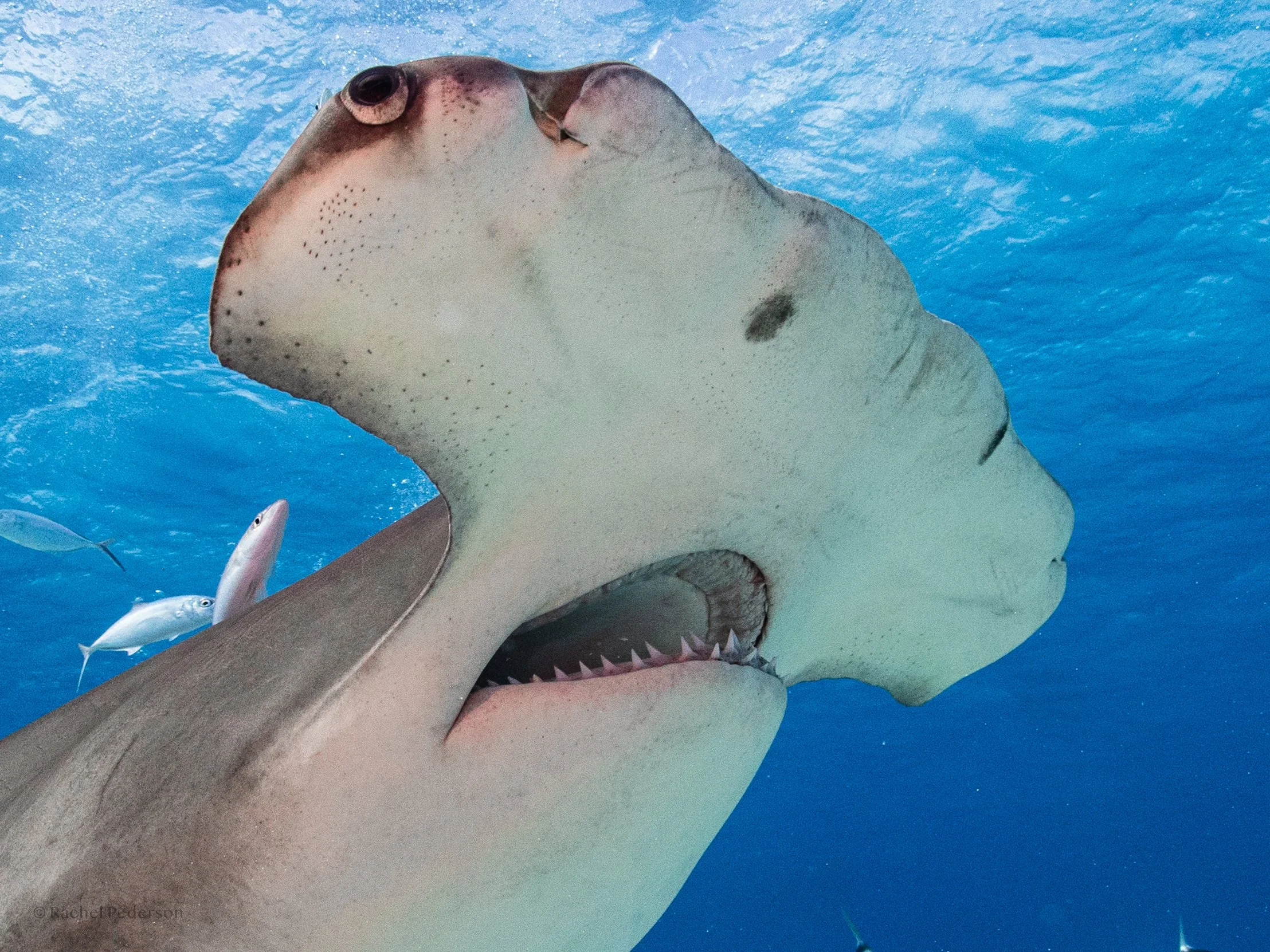 R. Pederson BIMINI 2025-10.jpg