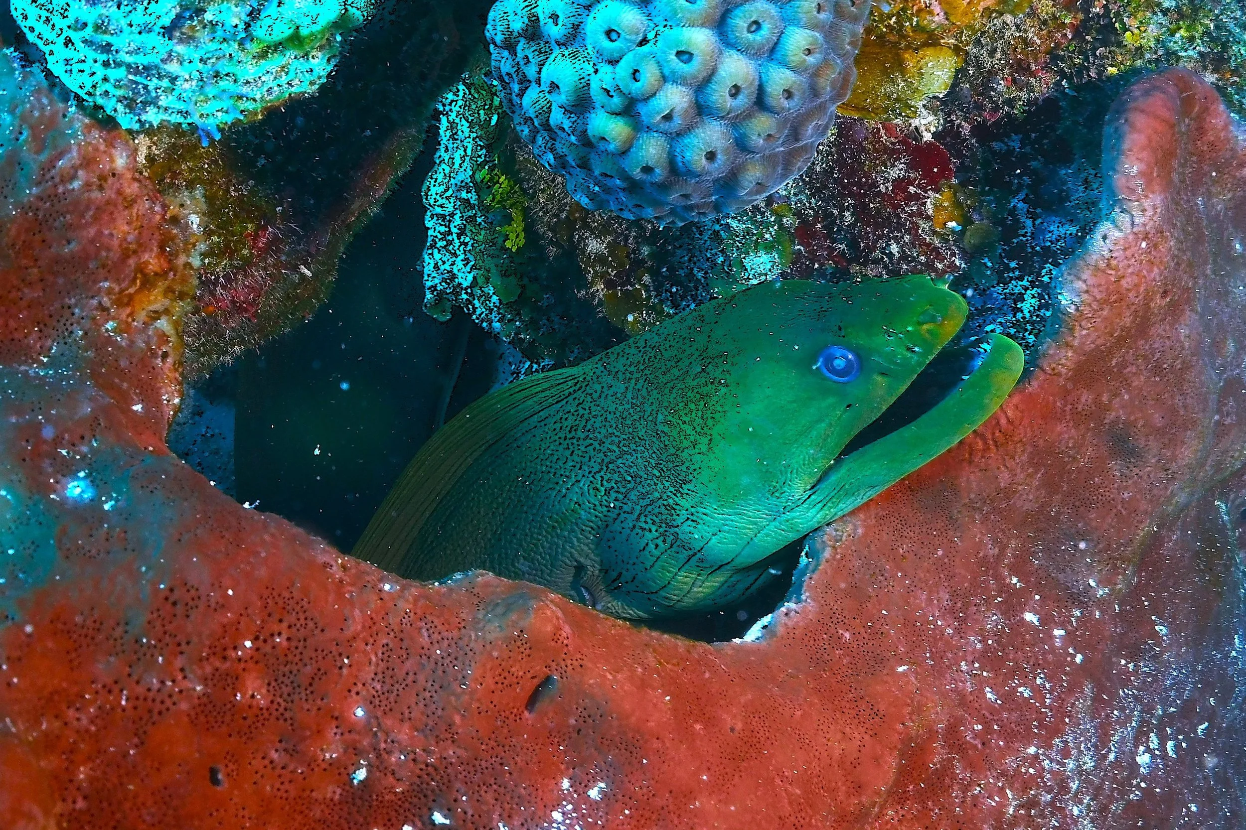 T. Pederson, Green Moray