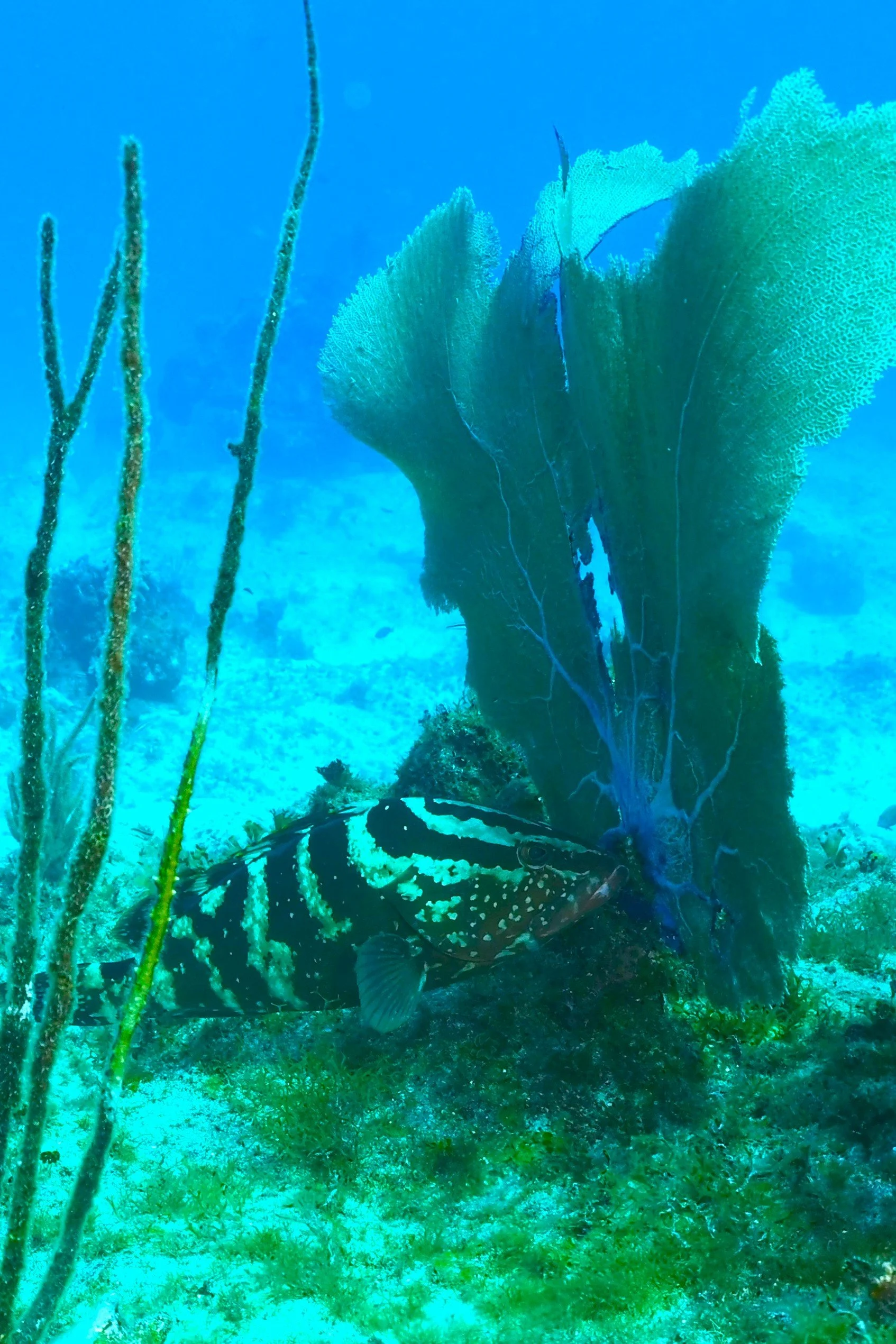 T. Pederson, Nassau Grouper