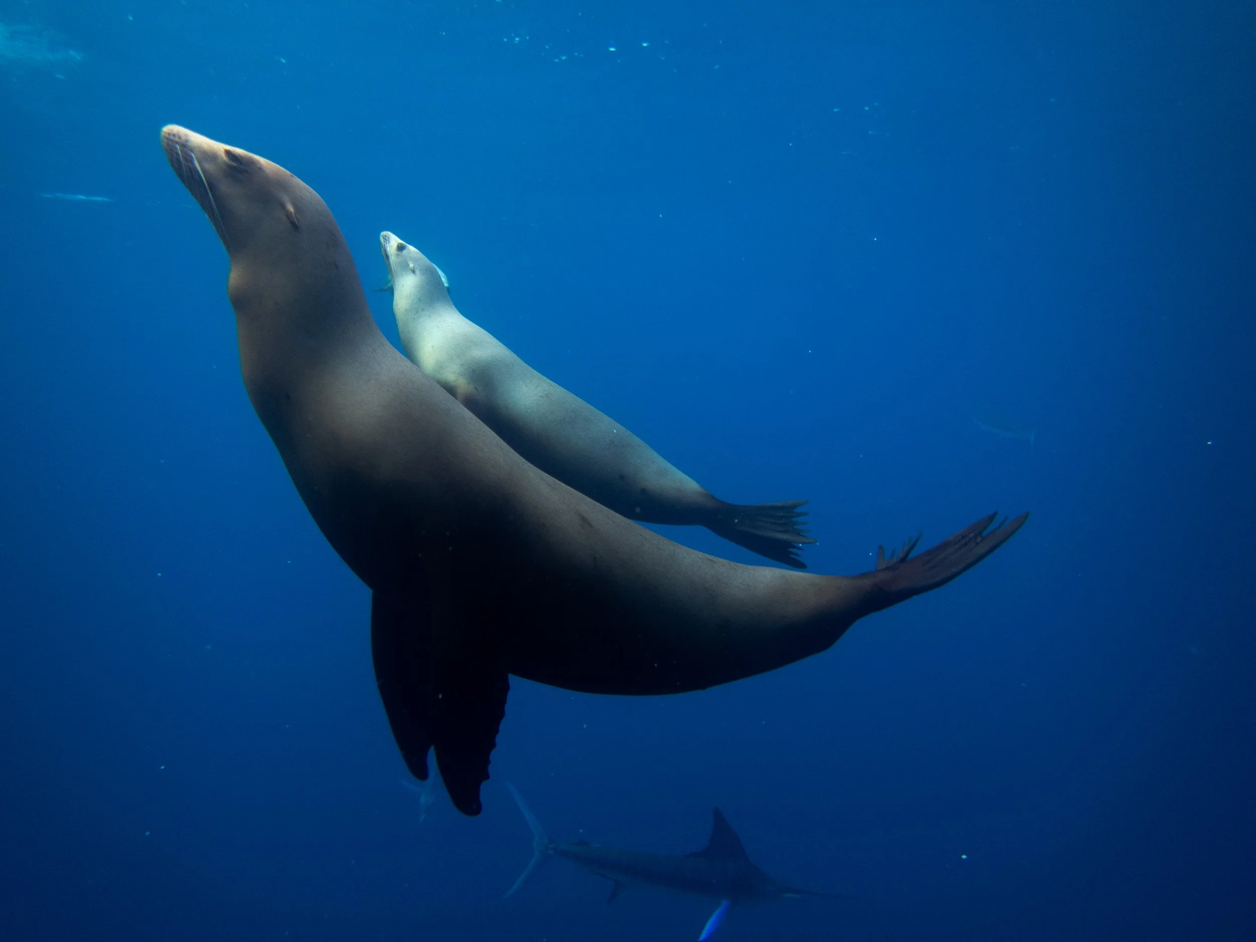 R. PEDERSON MAGBAY25-3.jpg