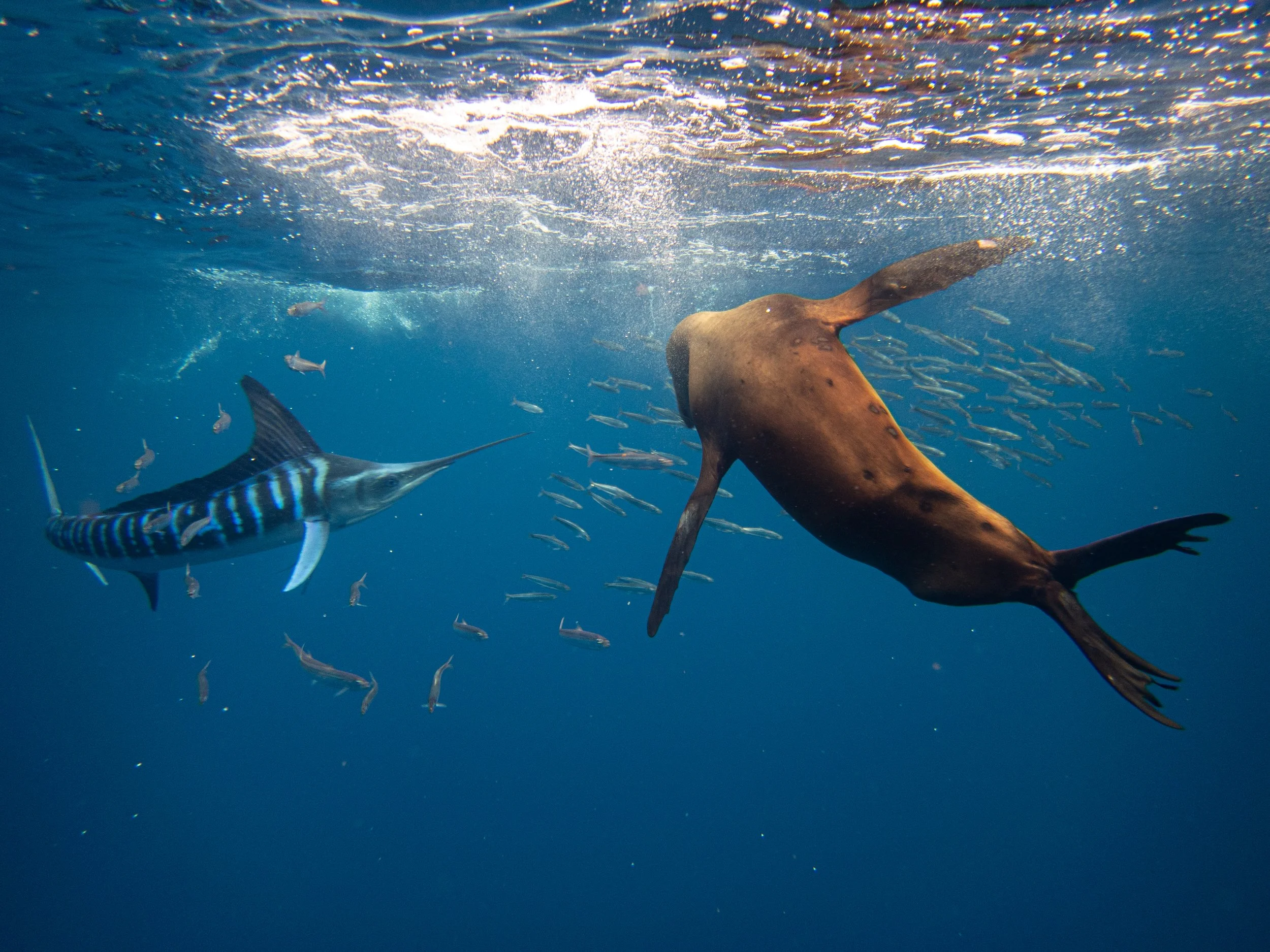 R. PEDERSON MAGBAY25-6.jpg