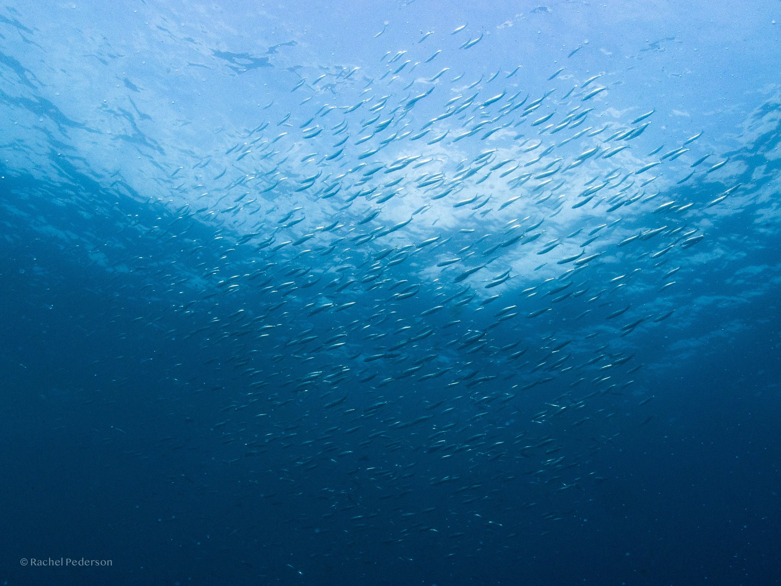 R. PEDERSON PORTUGAL-03.jpg