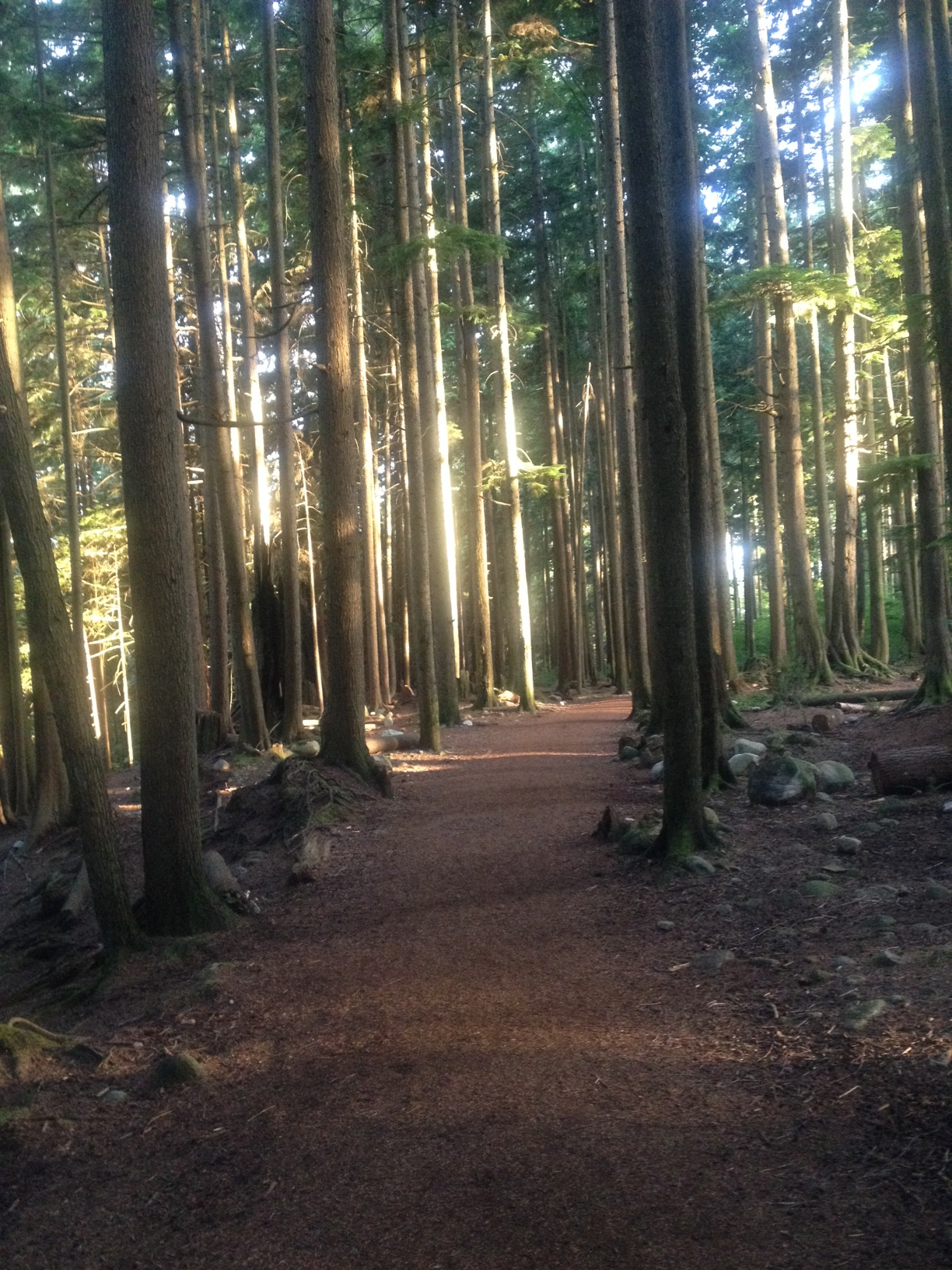 A dirt trail running through a dense forest of tall trees, with sunlight filtering through the leaves.