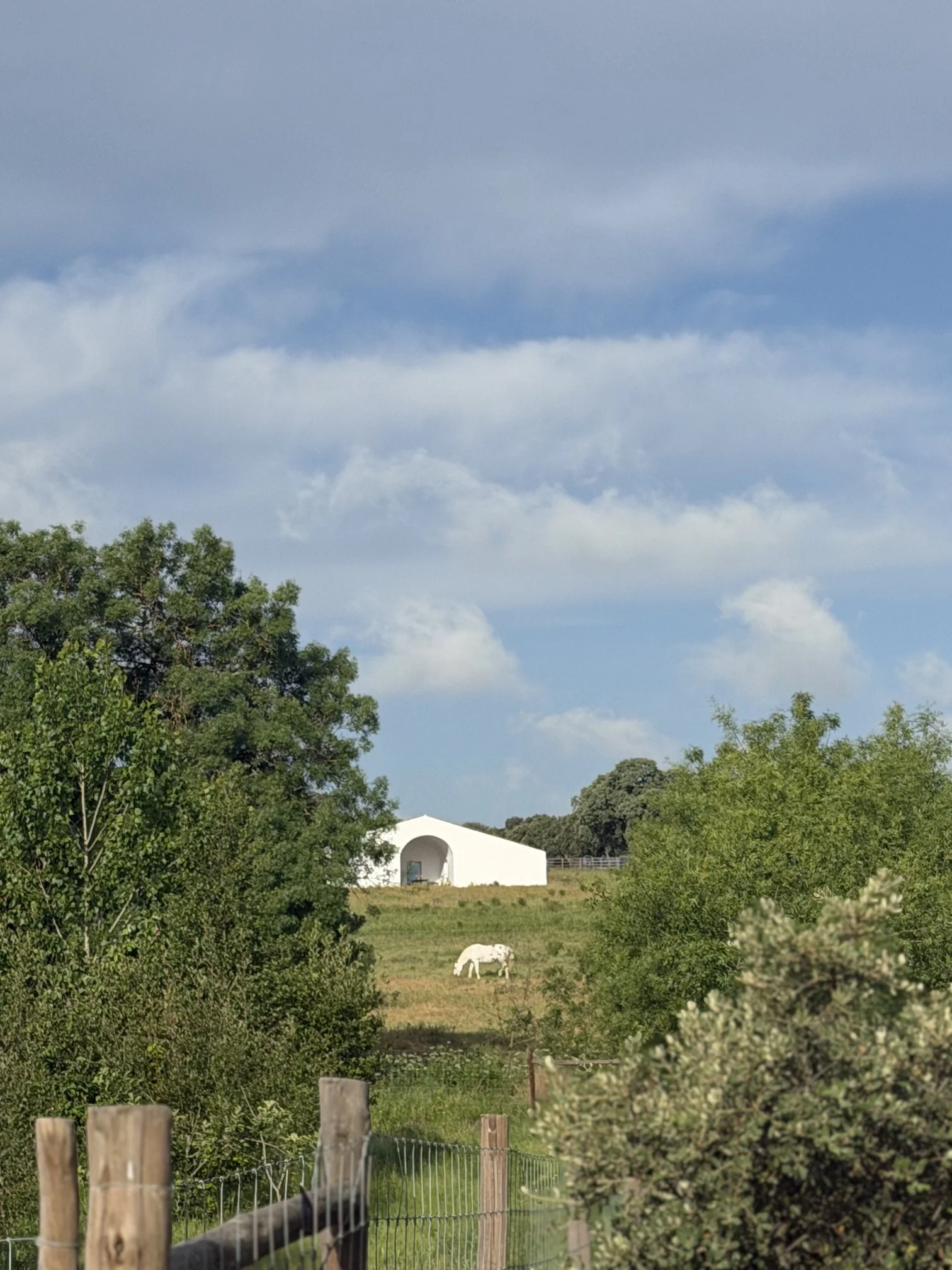 IMG_9704.jpeg