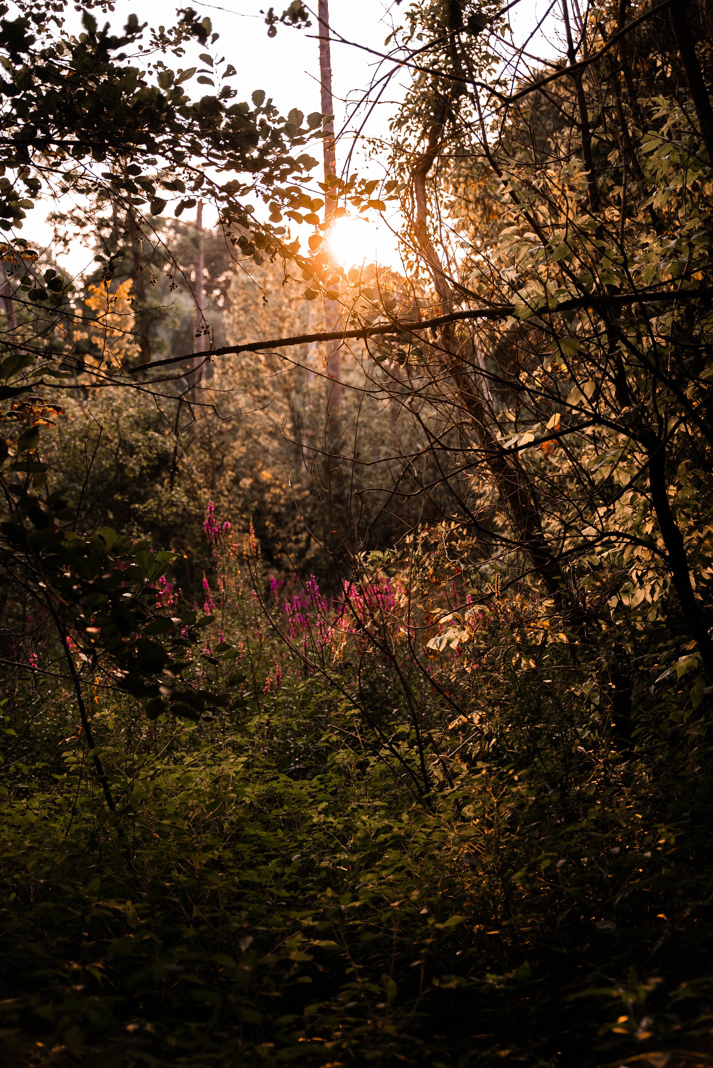 Sunset through trees and foliage in a dense forest, with pink flowers visible among the green plants.