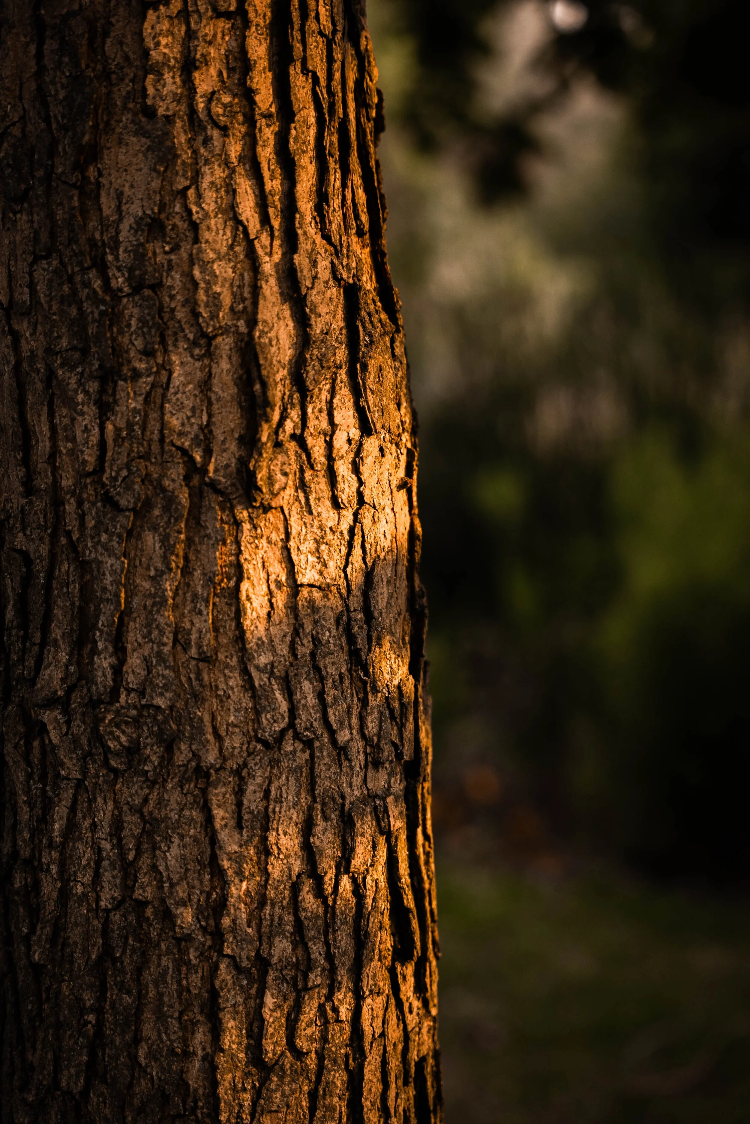 Close-up of a tree trunk with rough bark, illuminated by warm sunlight, with a blurred background of greenery.