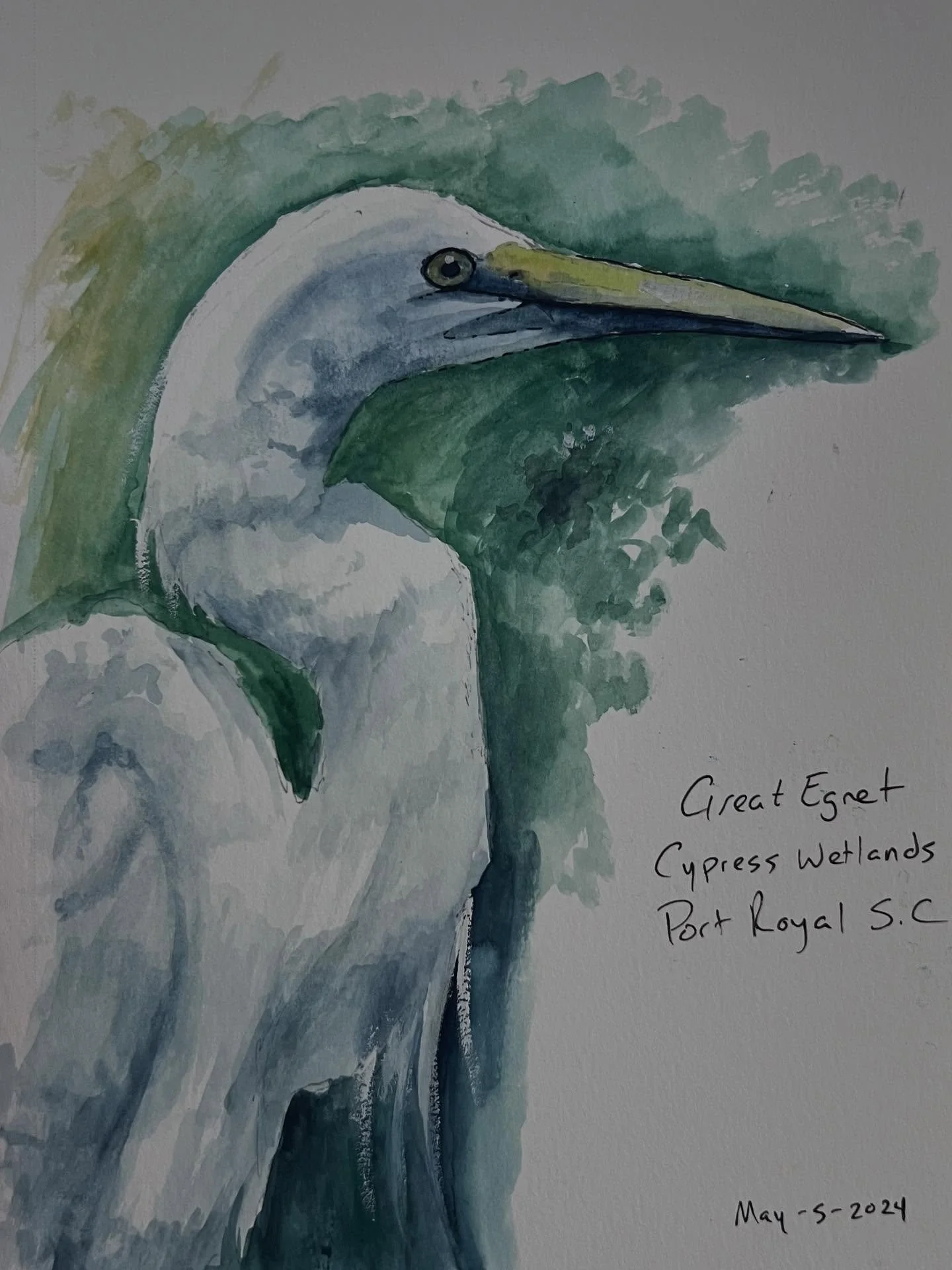 Great Egret watercolor sketch from the Cypress Wetlands in Port Royal SC.
#watercolor #egret #beachartwork #wetlands