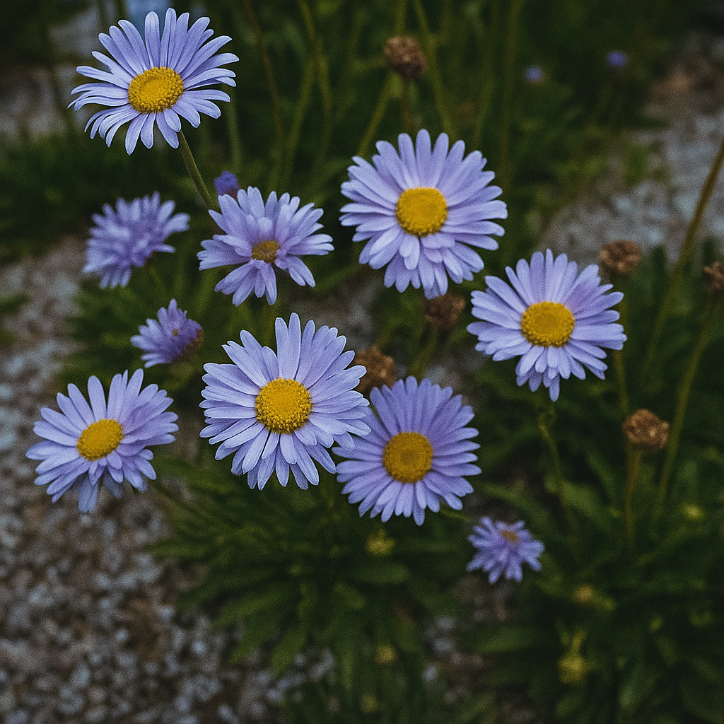 Brachyscome (Swan River Daisy) - Brachyscome iberidifolia