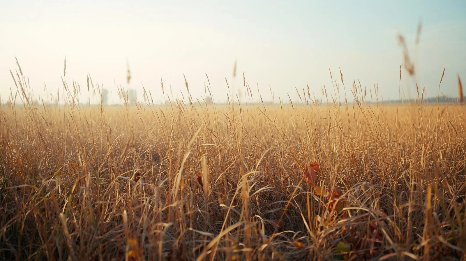 The Spiritual Side of Homesteading: Finding Peace in Daily Tasks