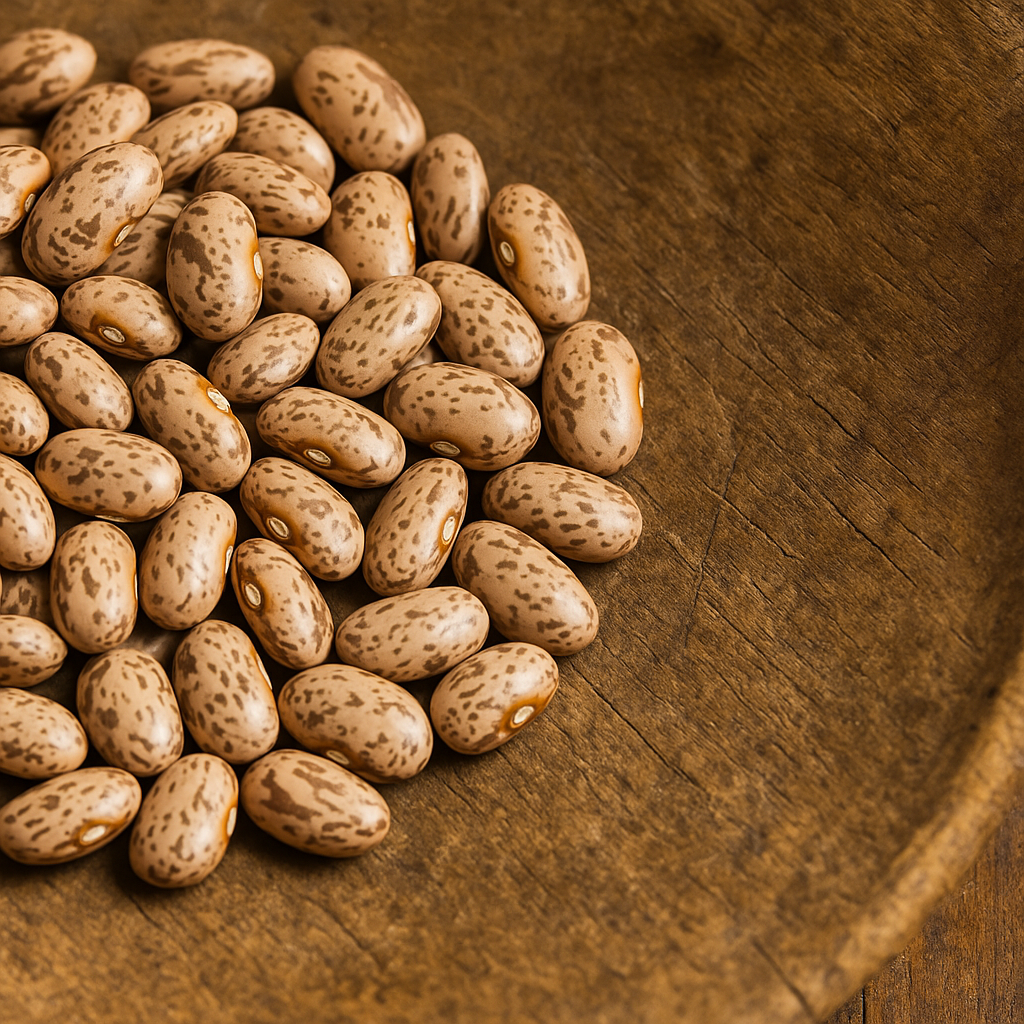 Nodak Pinto Bean (Phaseolus vulgaris)