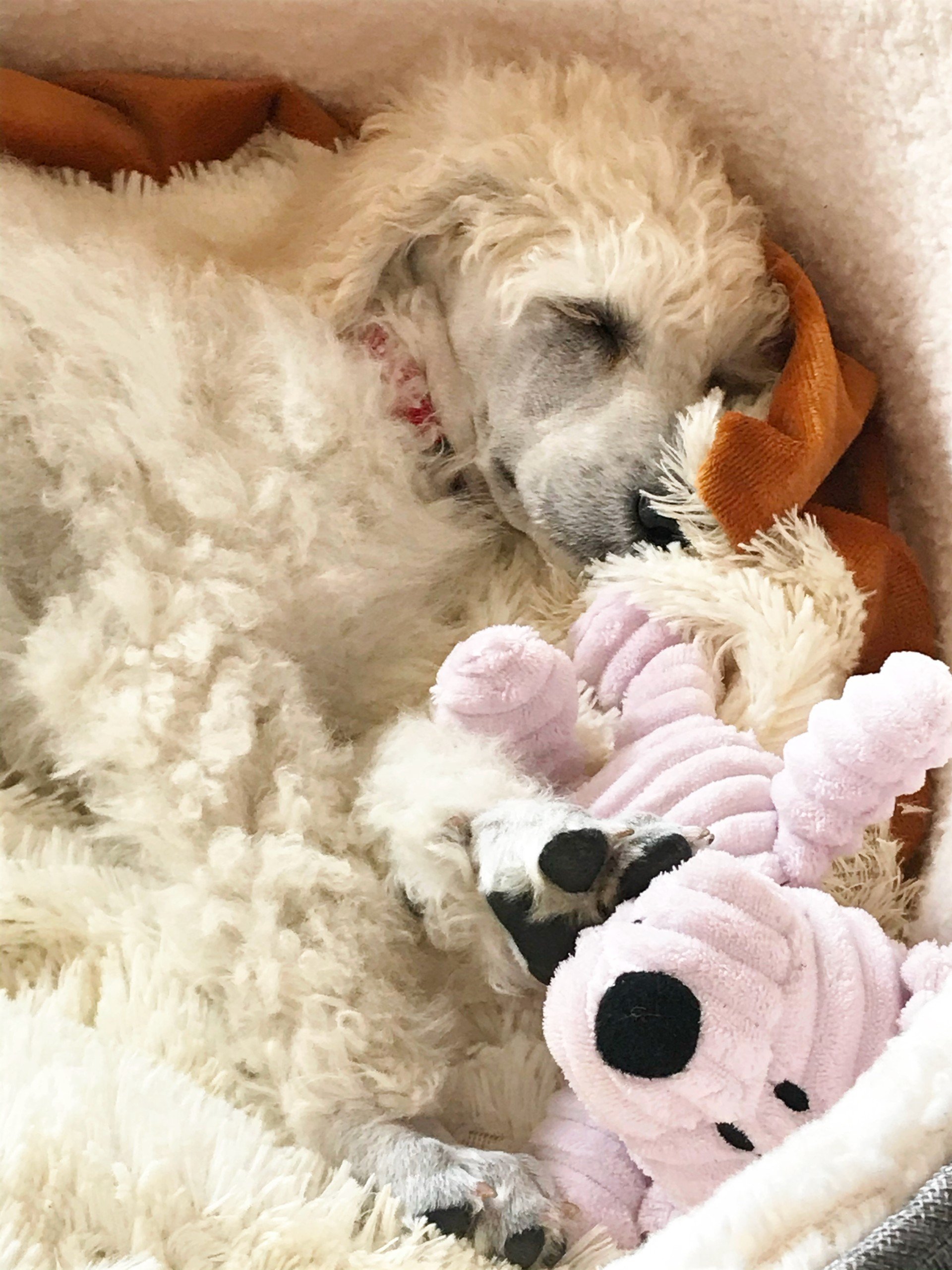 Where should your puppy sleep on the first night?