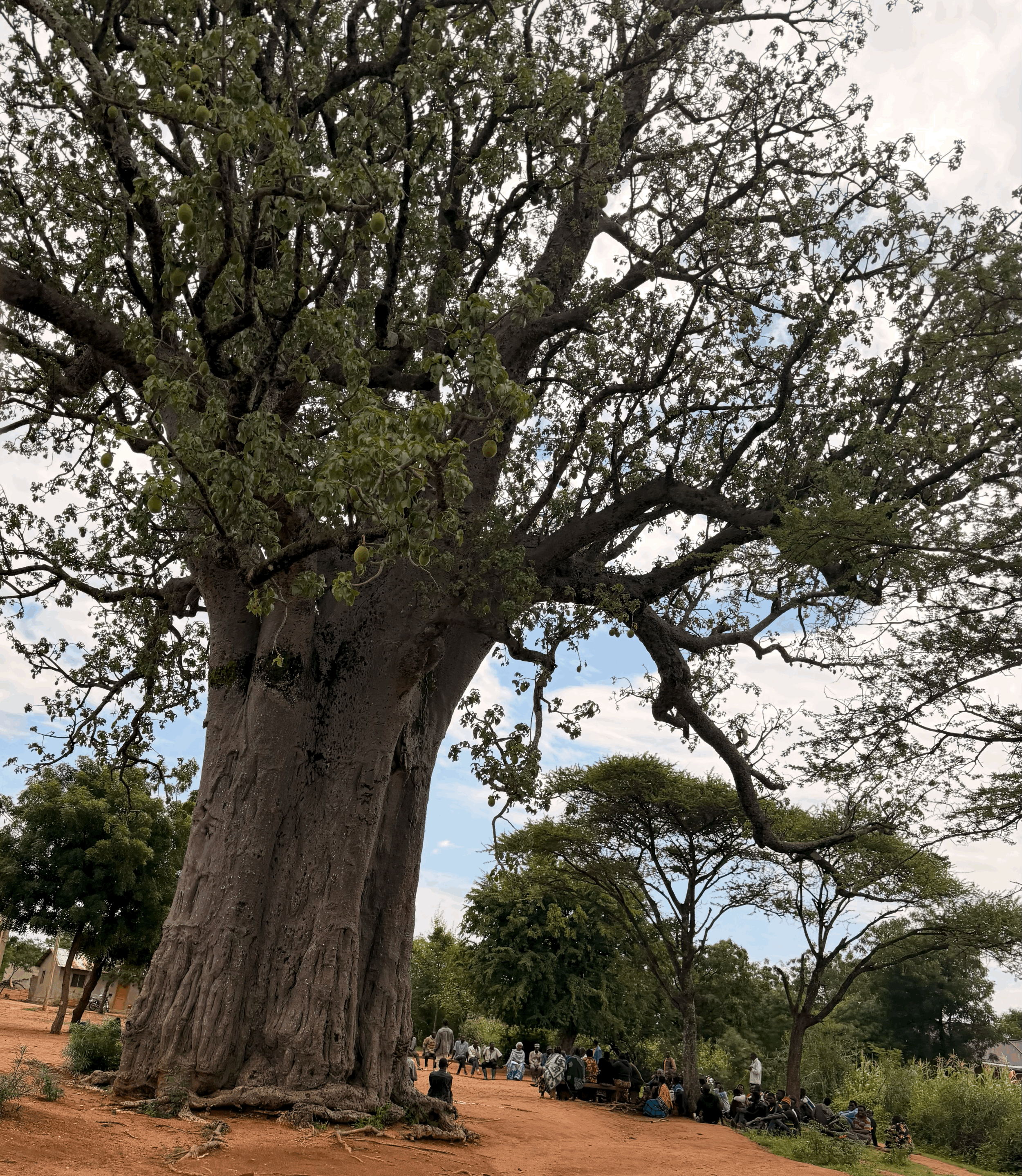 The Baobab