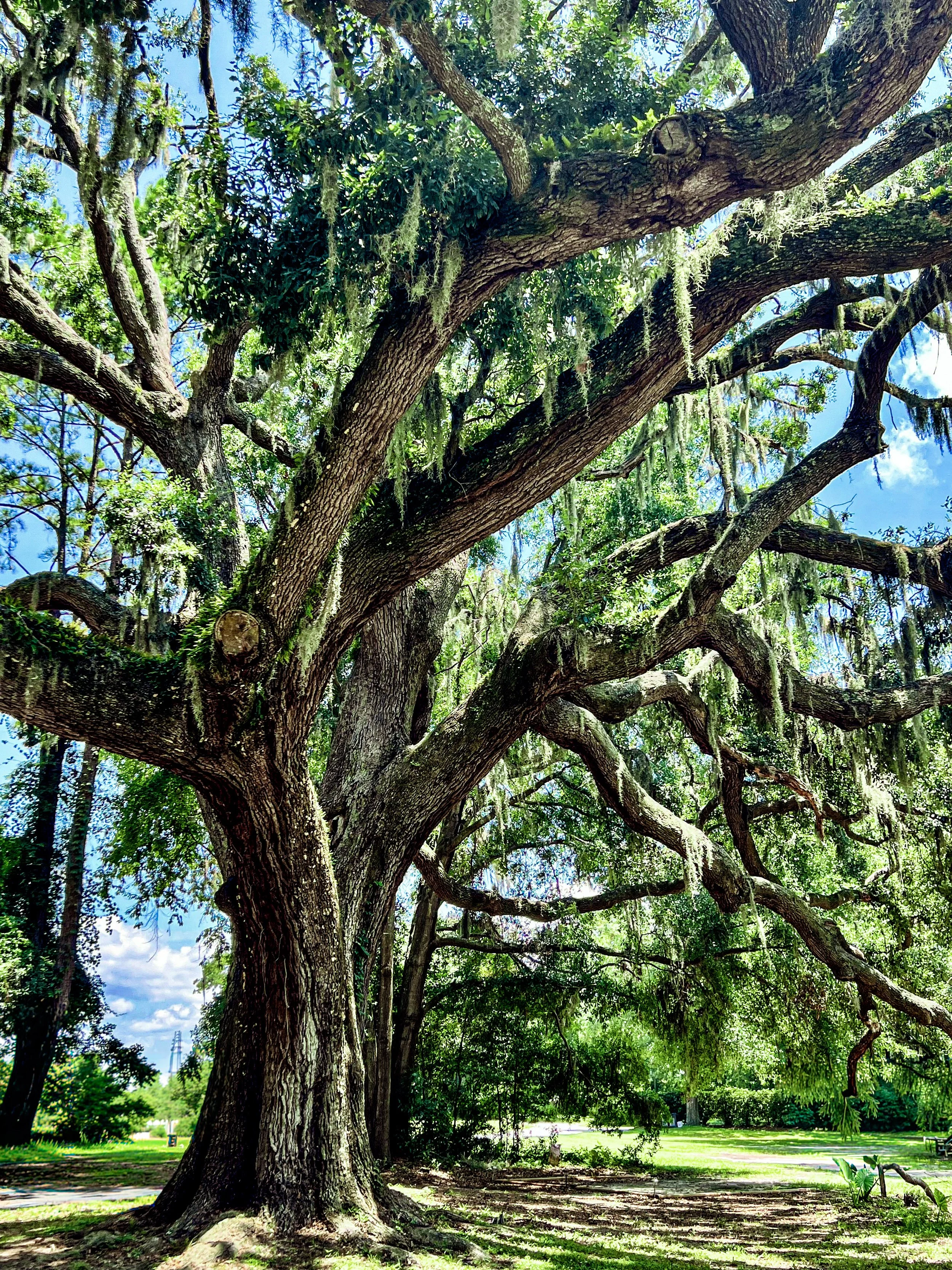 A large tree with sprawling branches covered in moss in a park with green grass and blue sky