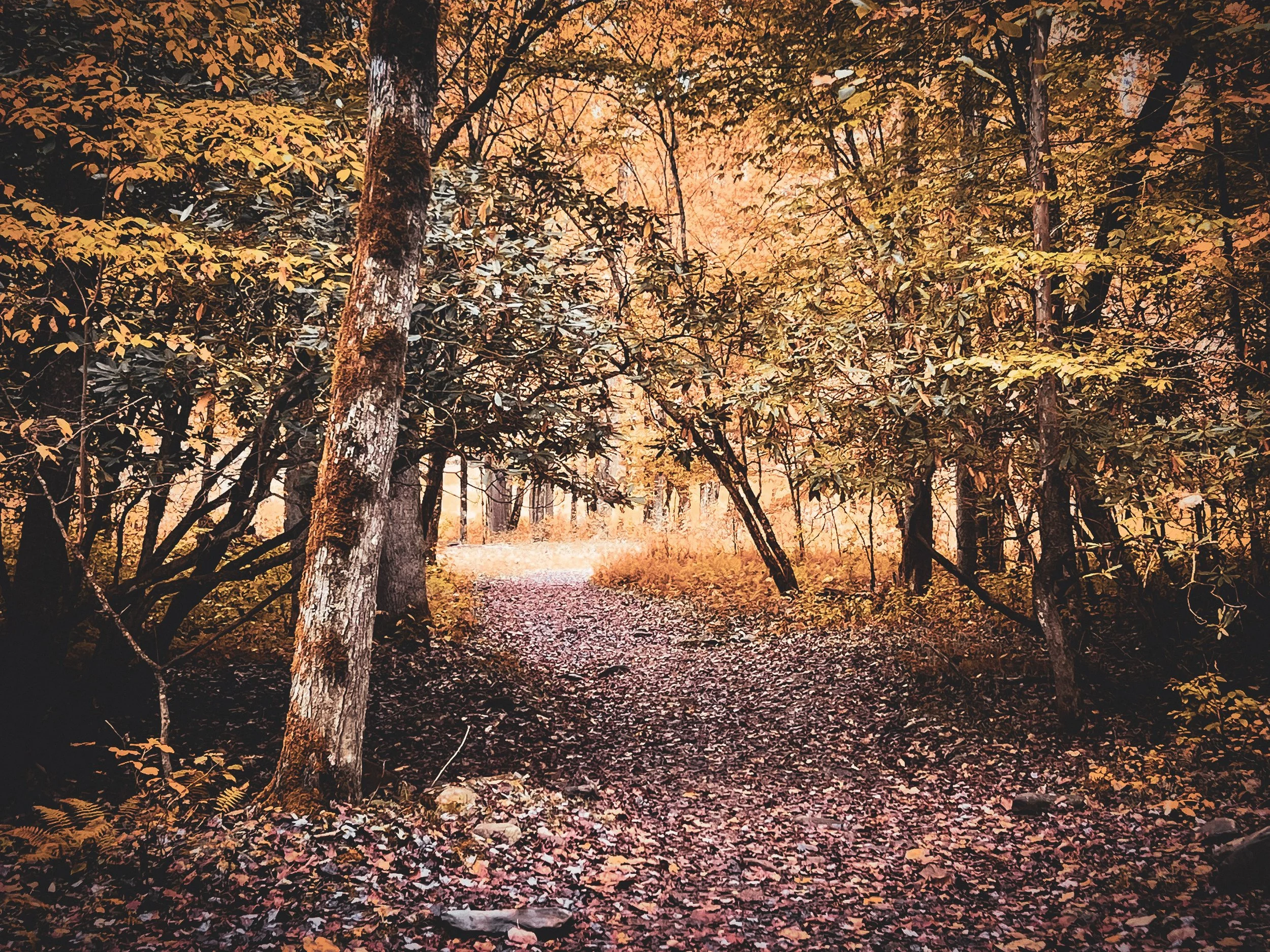A forest trail covered with fallen leaves amid orange and yellow autumn foliage.