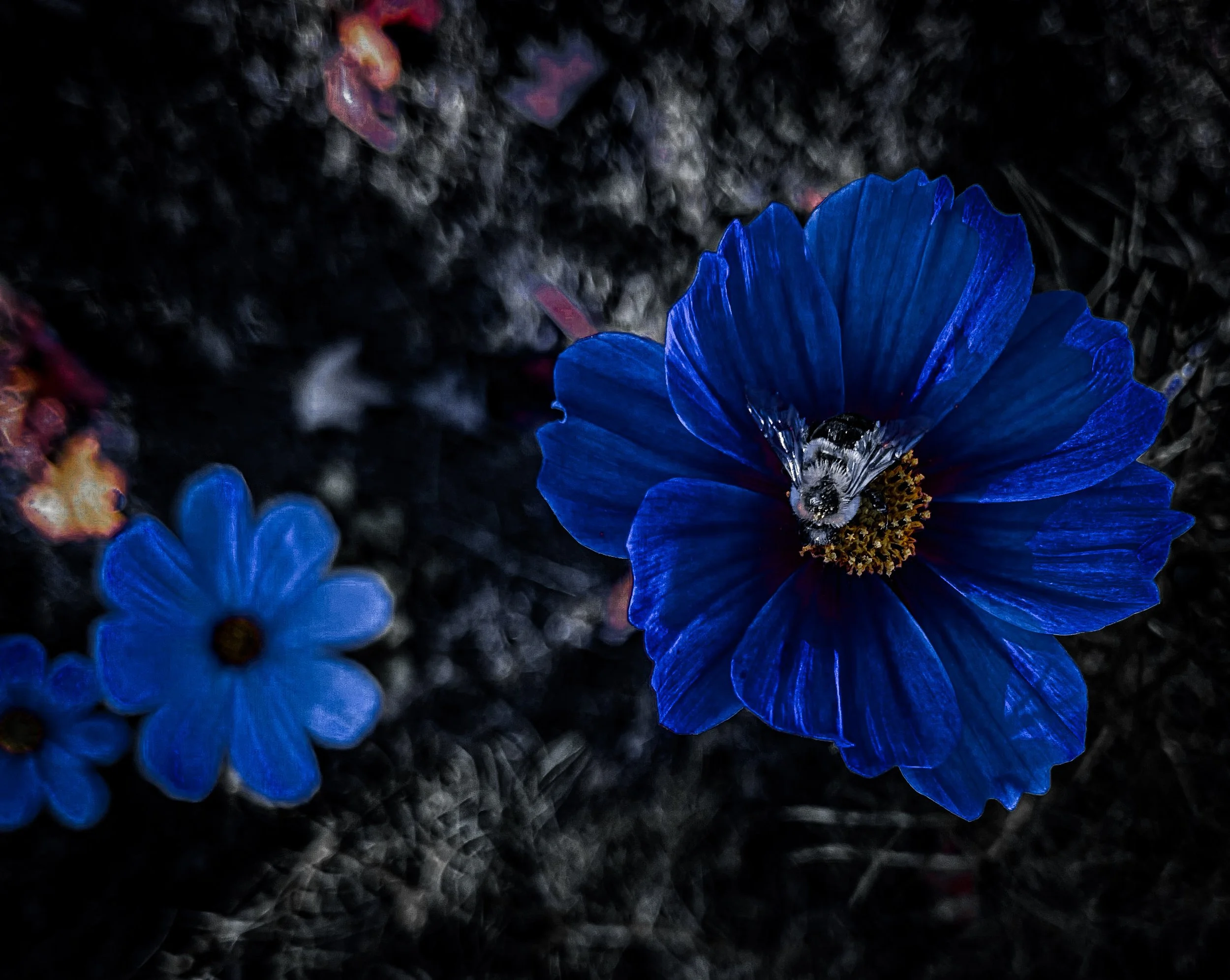 A close-up of a vibrant blue flower with a bumblebee collecting nectar, surrounded by dark soil and blurred smaller blue flowers in the background.