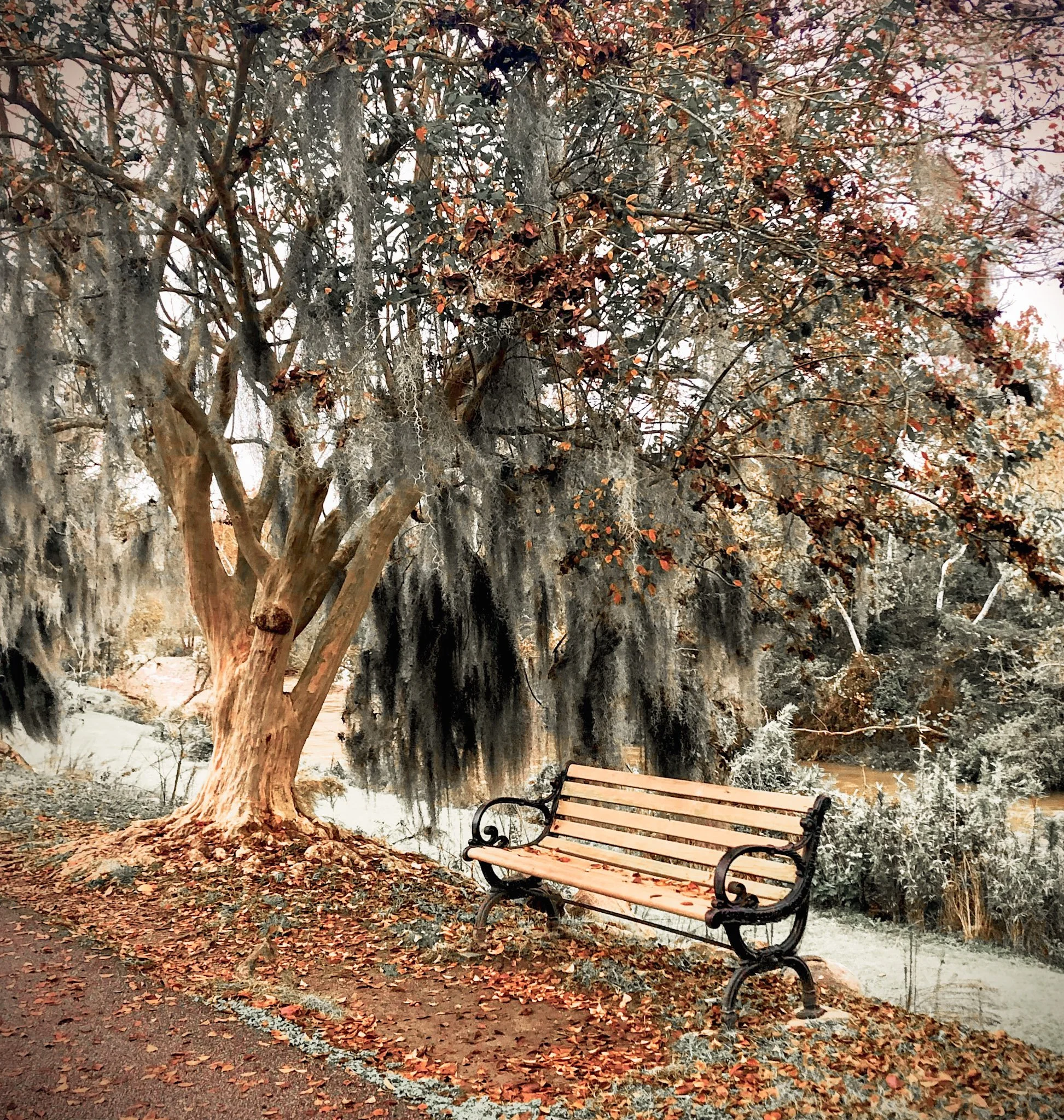 A park scene in autumn featuring a large tree with hanging moss and autumn leaves, with a wooden park bench on the ground nearby.