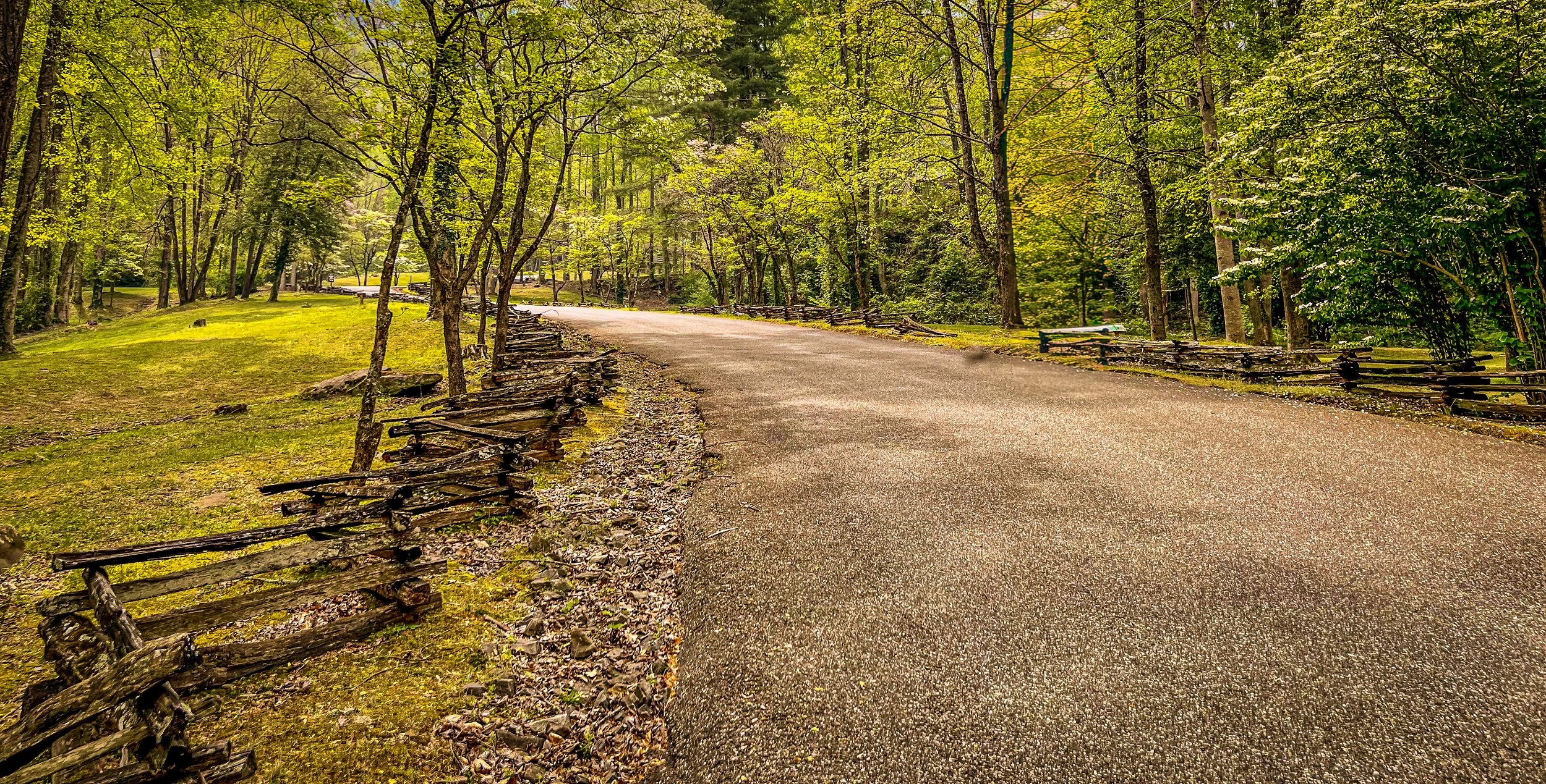 A paved country road winding through a lush green forest with wooden fences along the sides.