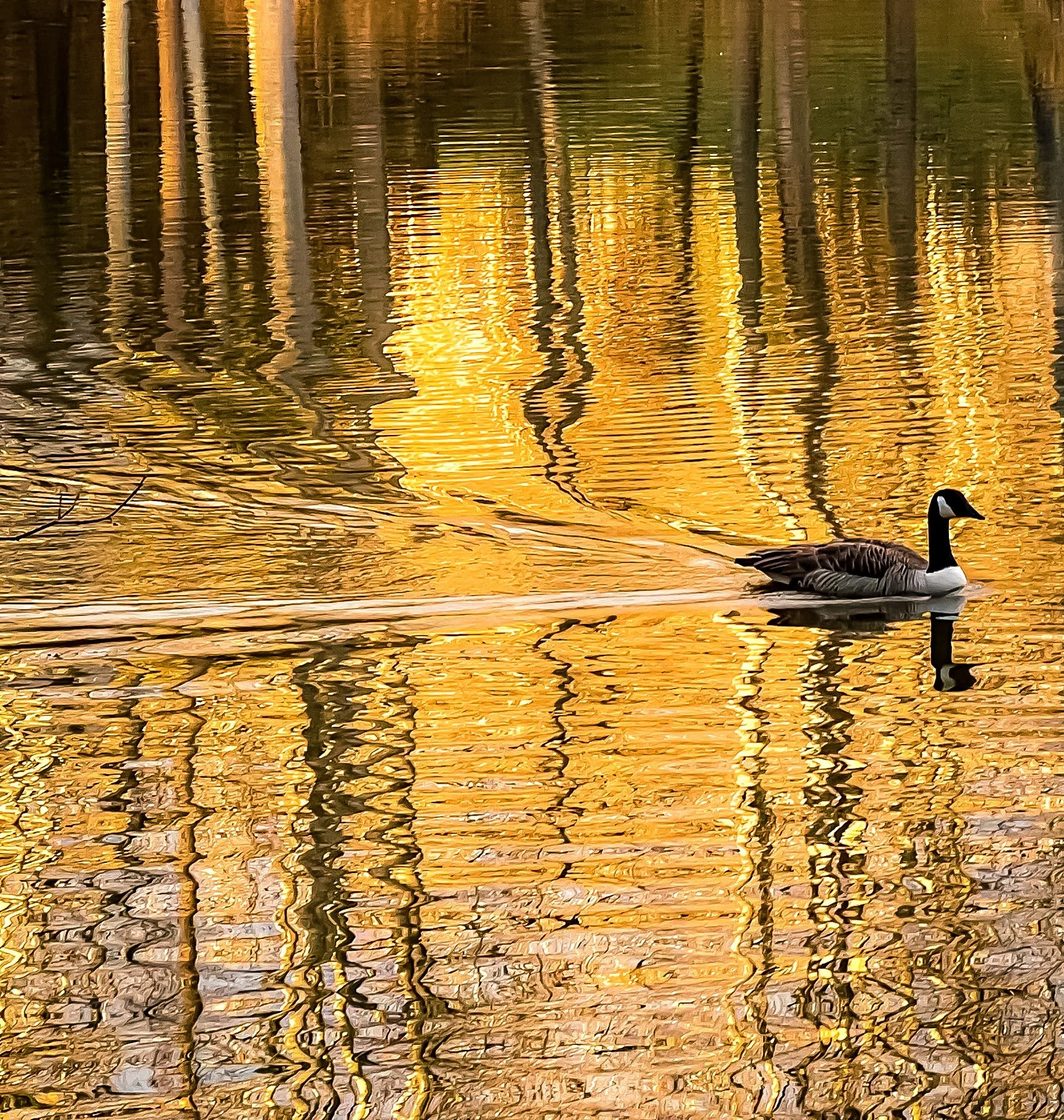 A Canadian goose swimming in a pond with reflections of trees and golden autumn leaves on the water.
