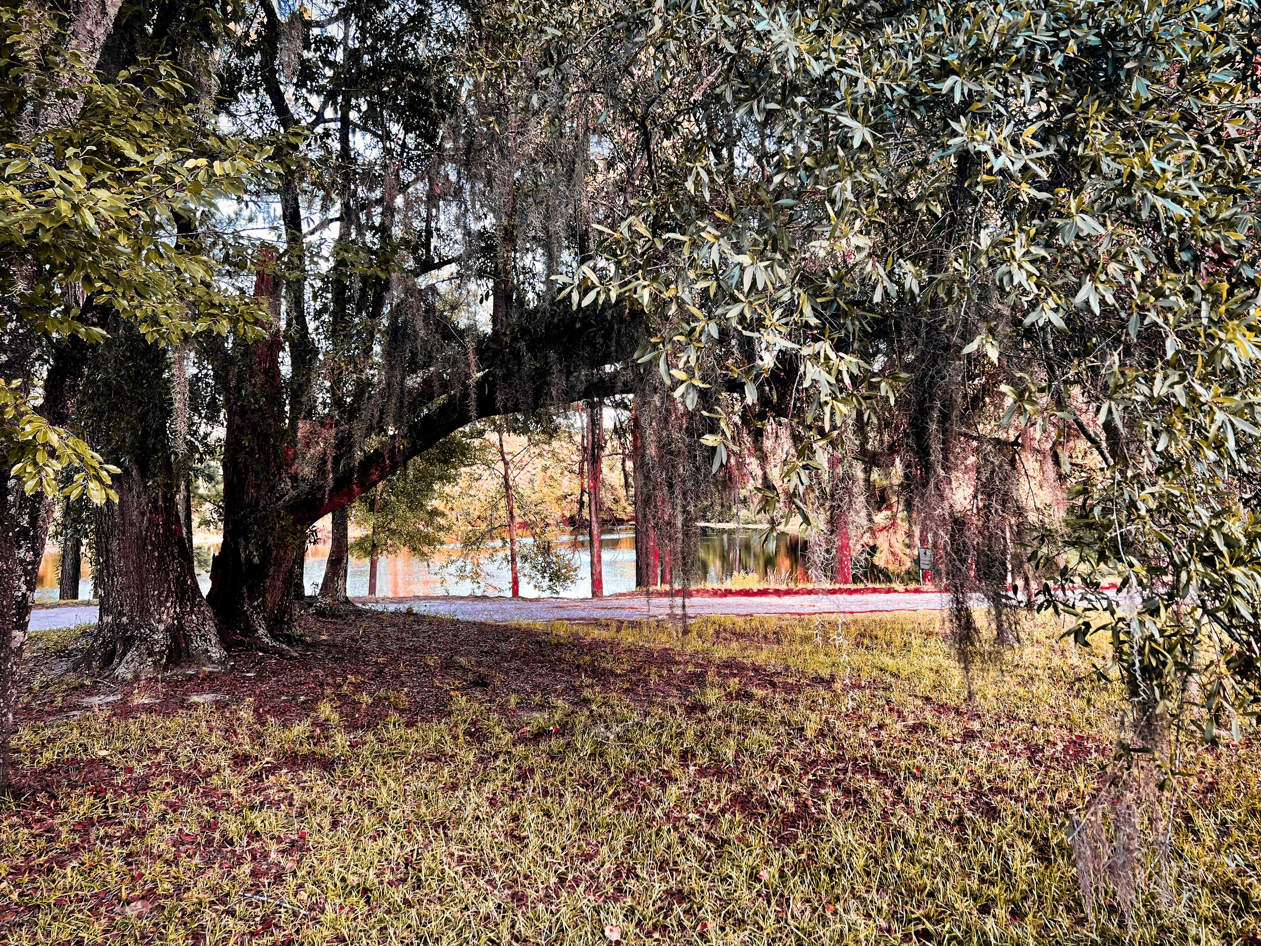 Large tree with hanging Spanish moss in a park near a body of water, with grass and a pathway.