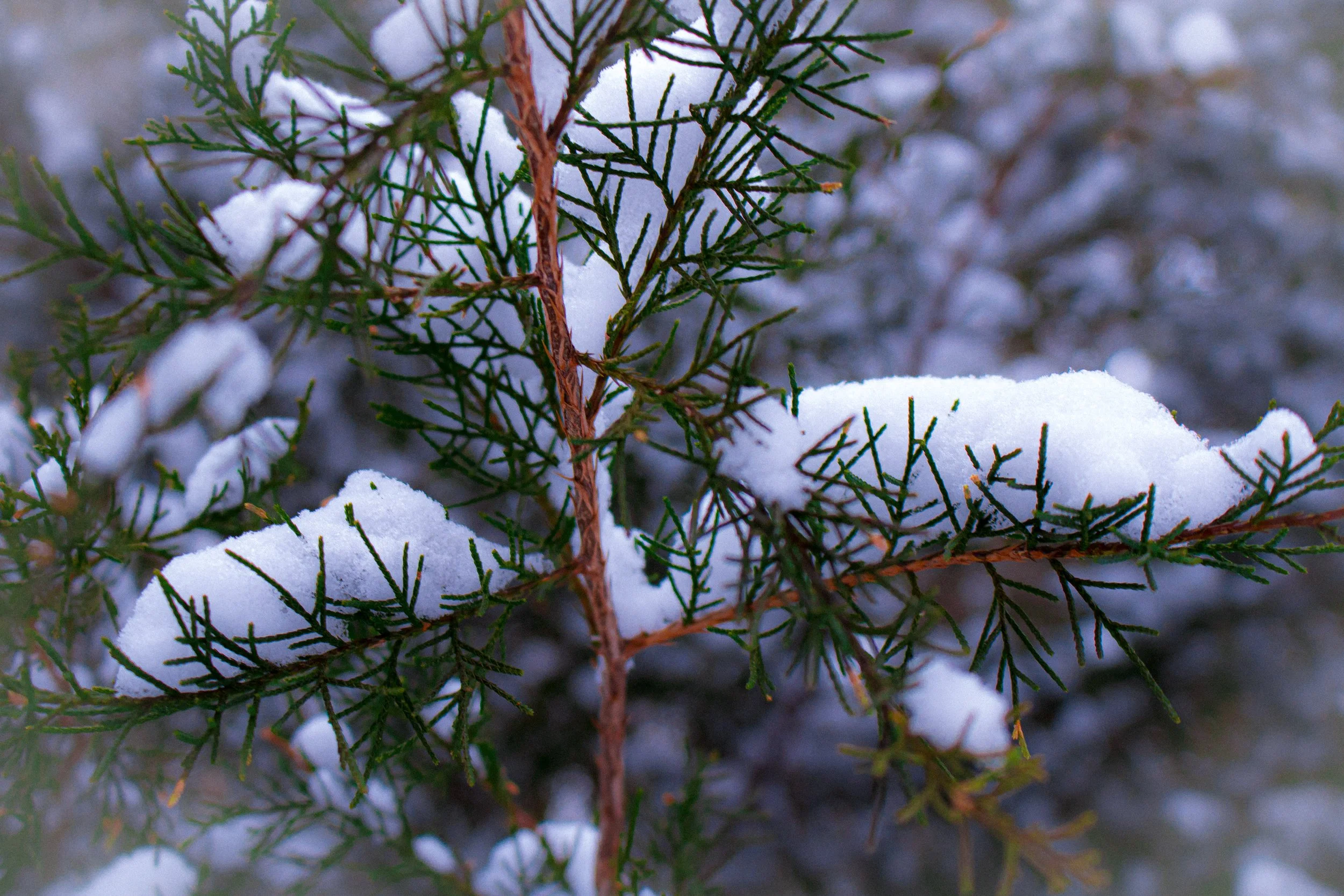 Close-up of green pine branches covered with snow.
