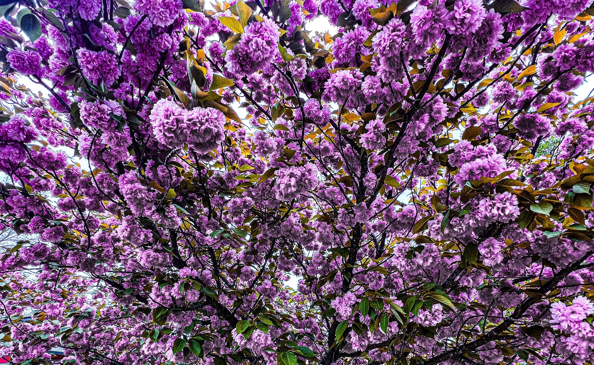 Close-up of a flowering tree with numerous purple blossoms and green leaves, against a bright sky.