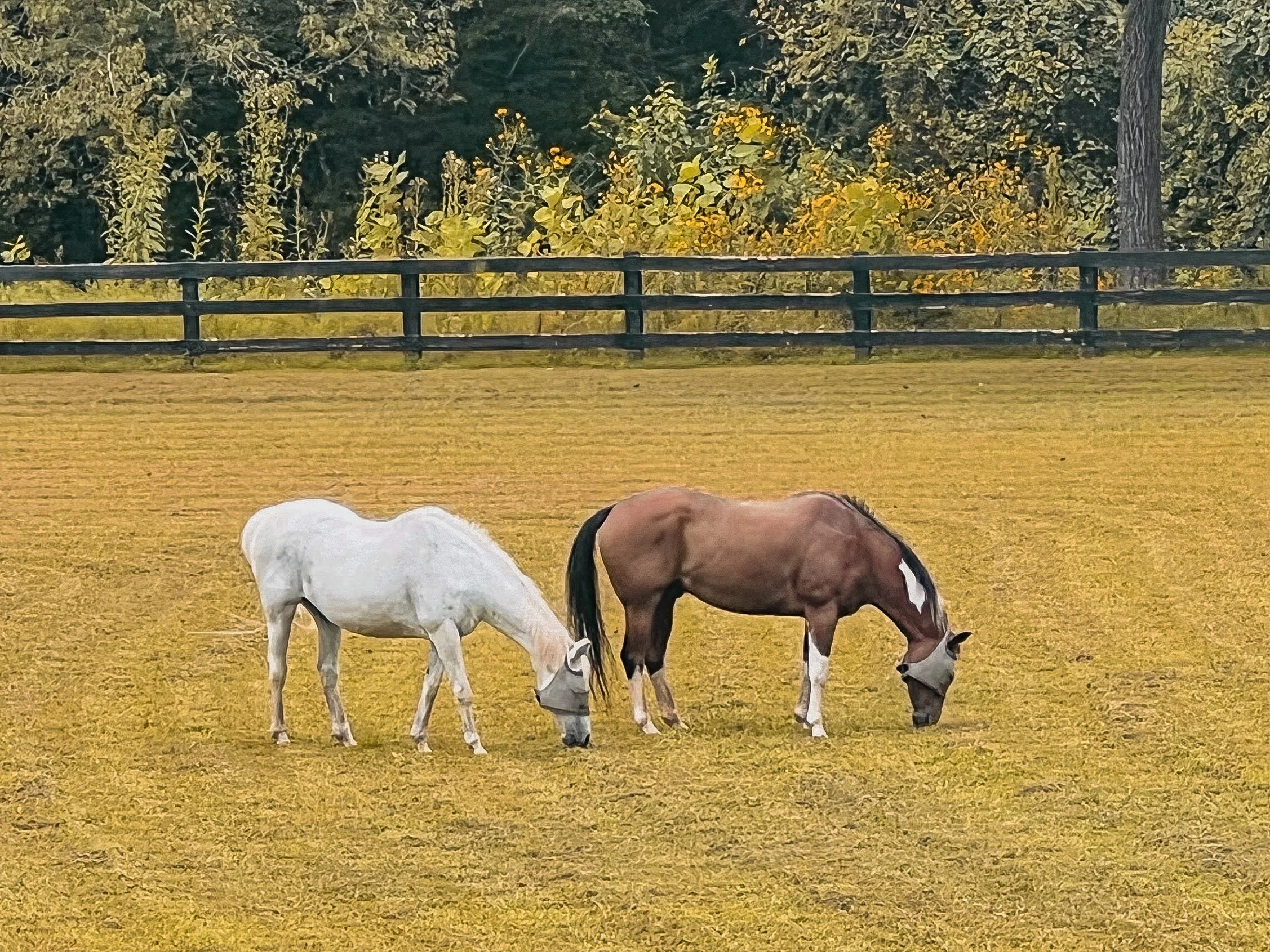 Two horses grazing on a grassy field with trees and a wooden fence in the background.