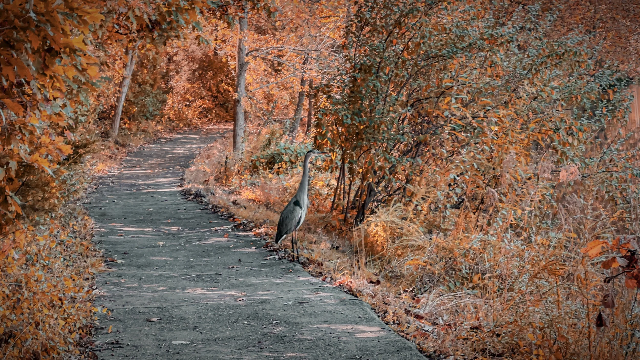 A forest trail in autumn with orange and brown leaves, a heron standing on the right side of the trail.
