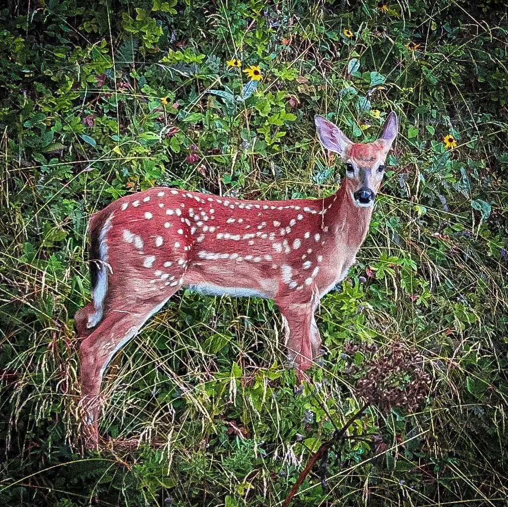 A deer in a forest surrounded by green foliage and yellow flowers.