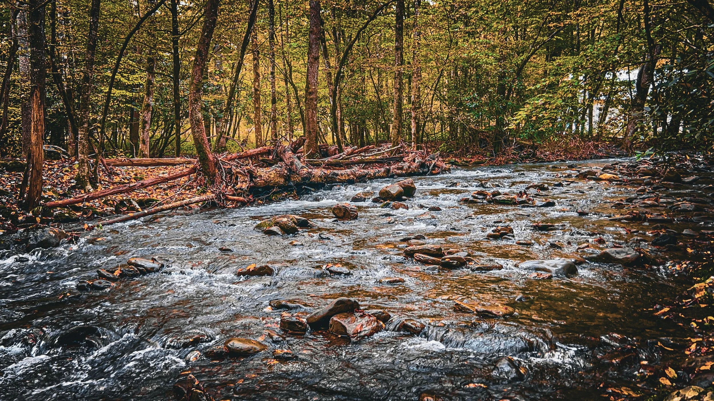 Stream flowing through a forest with trees and fallen leaves.