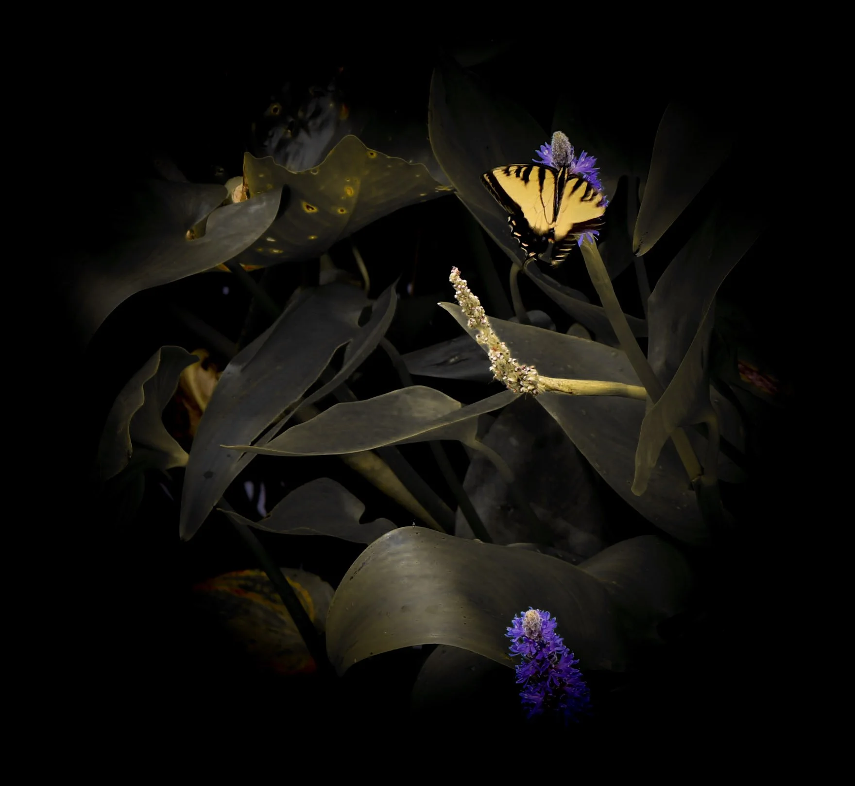 A close-up of a butterfly with yellow and black wings resting on a purple flower amid dark green leaves.