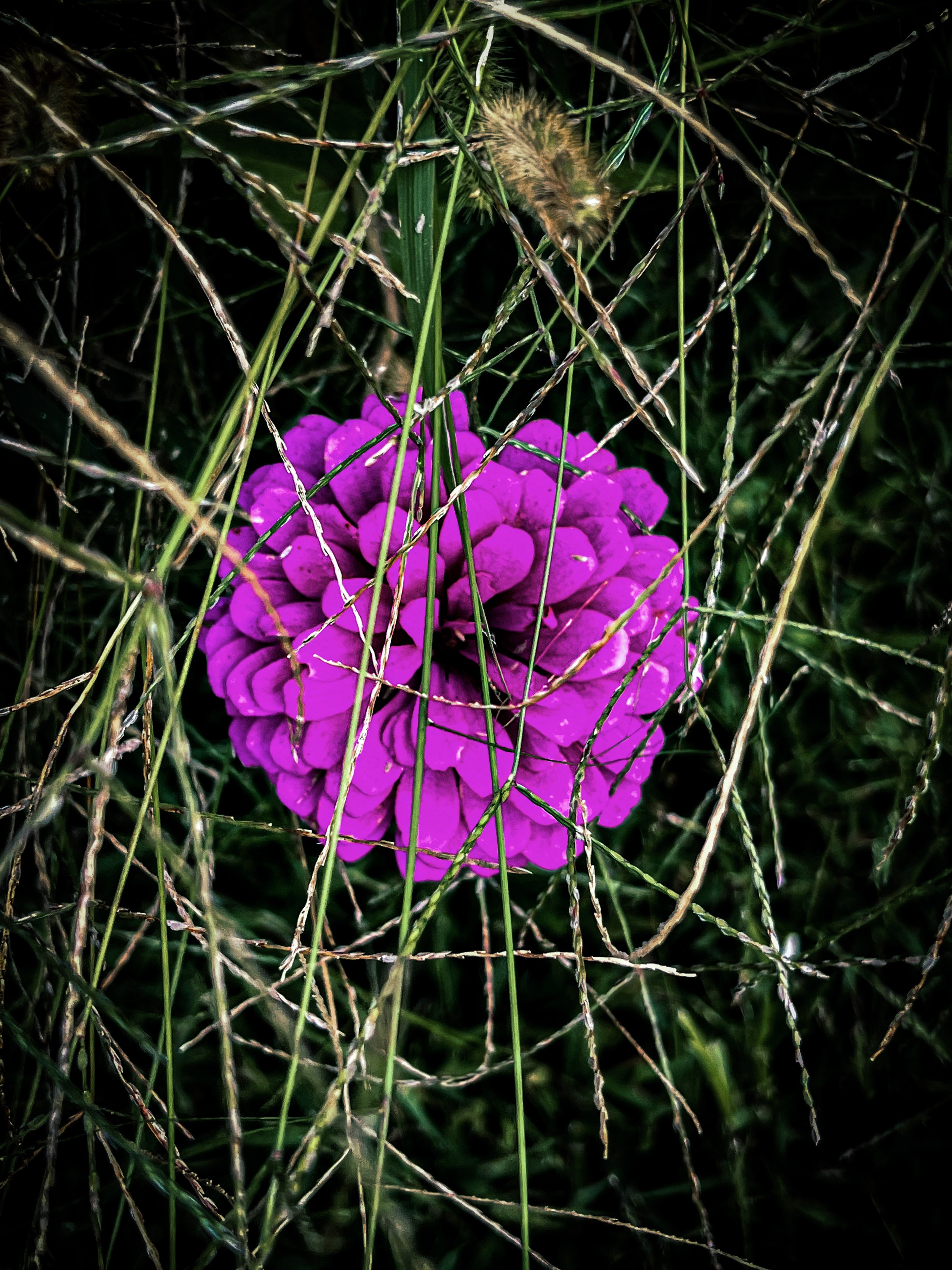 A bright purple flower with rounded petals amid green grass and dry twigs.