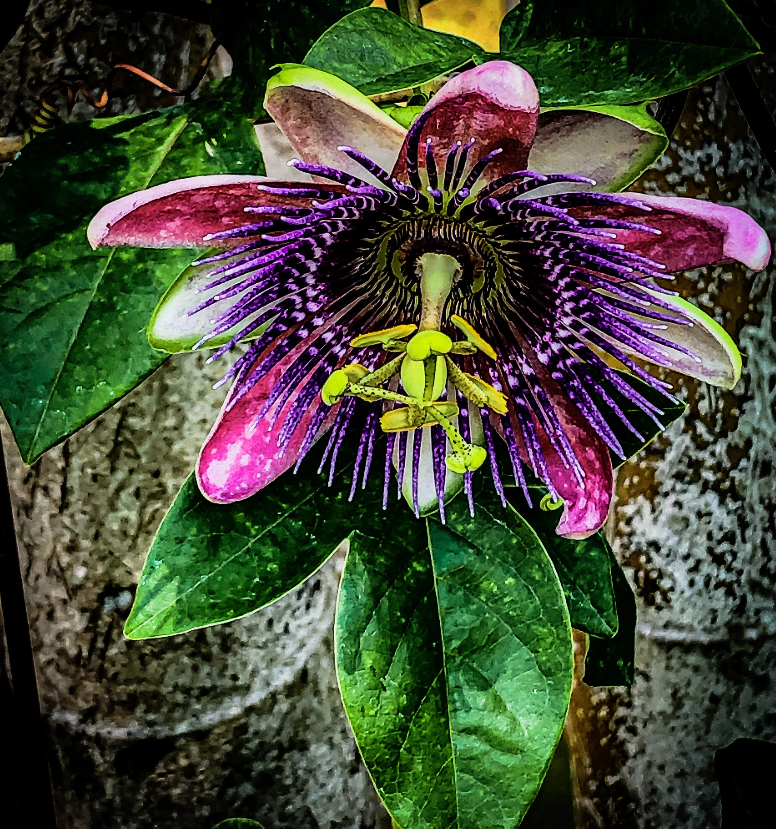 Close-up of a colorful passion flower with pink, purple, and white petals, surrounded by green leaves.