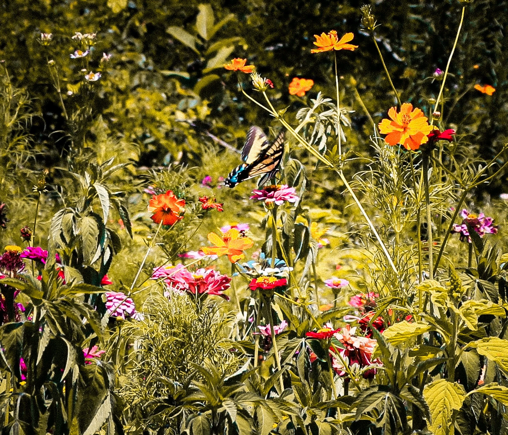 Colorful flowers and butterflies in a garden.