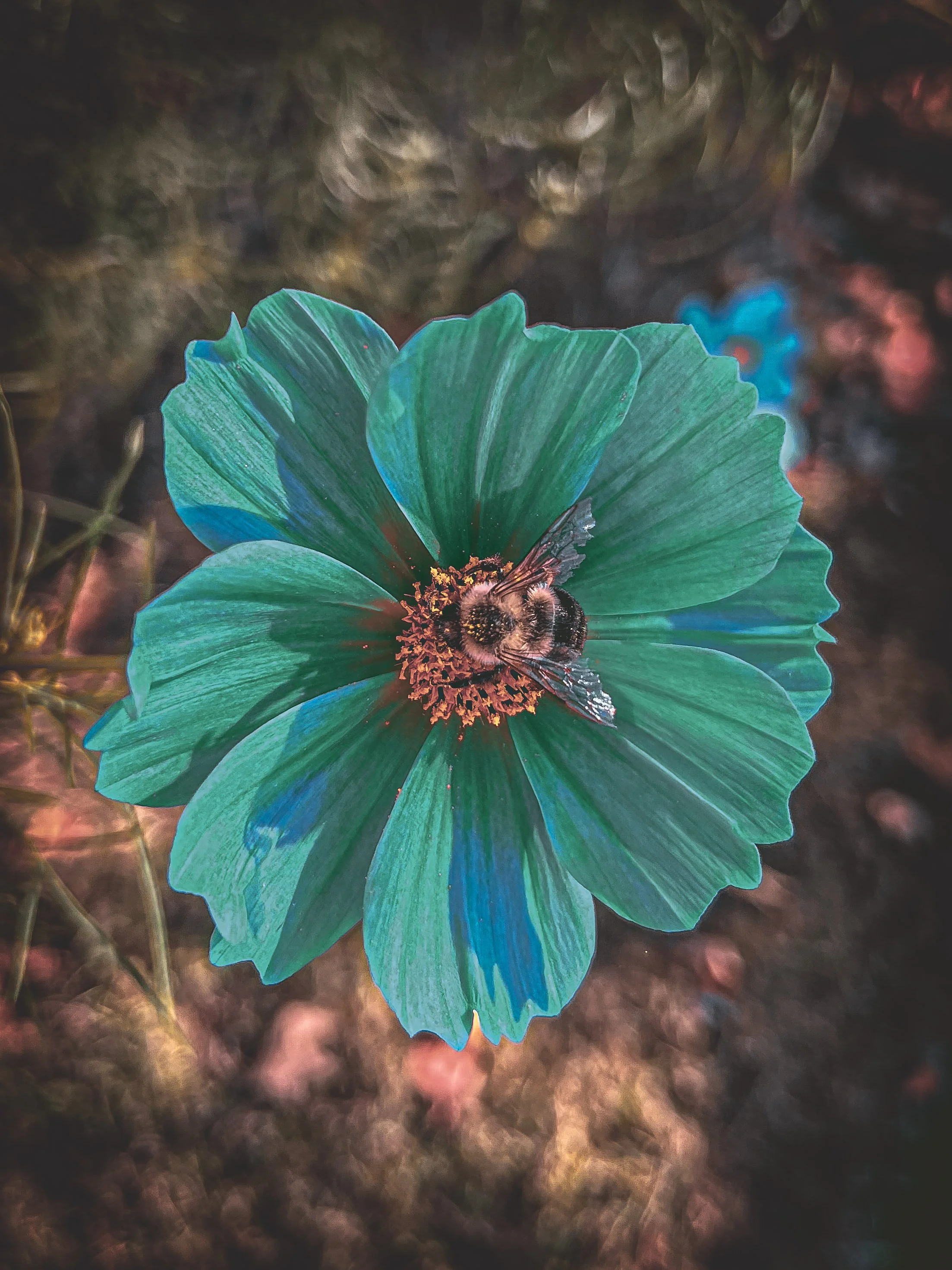 Close-up of a bee on a vibrant blue and green flower with a blurred background.