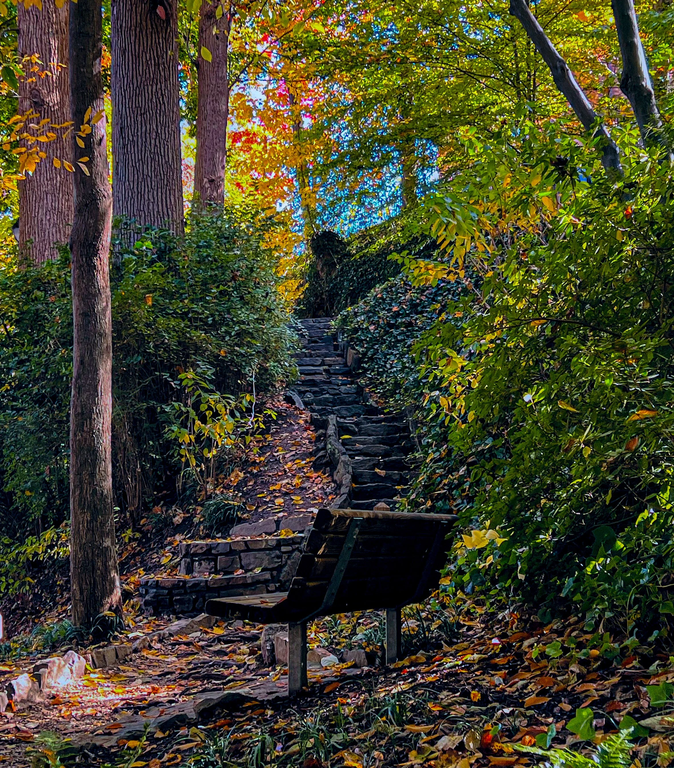 A forest trail with stone steps and a wooden bench surrounded by trees and colorful autumn leaves.