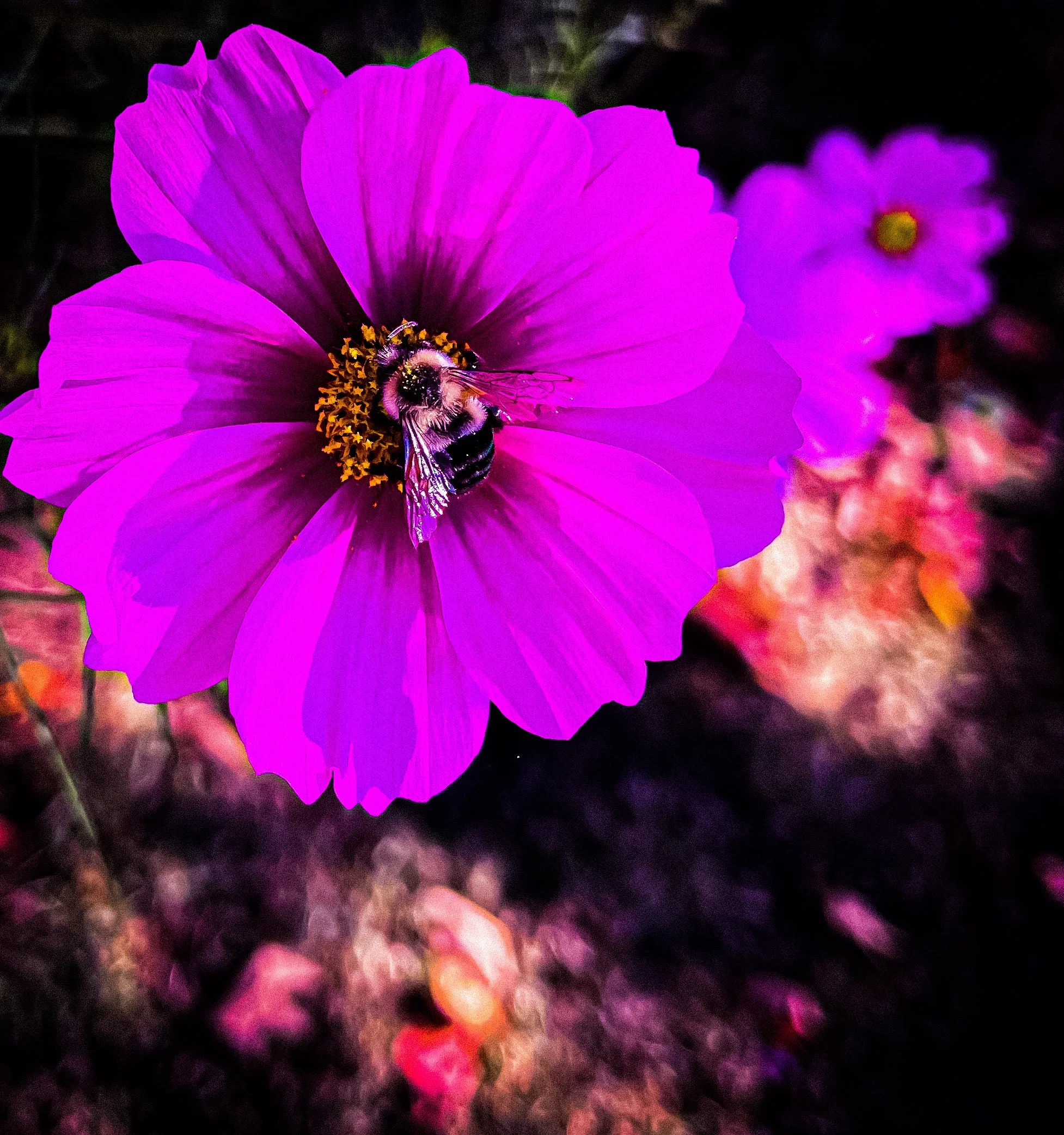 A bee covered in pollen sitting on a bright pink flower with purple accents, surrounded by other flowers in the background.
