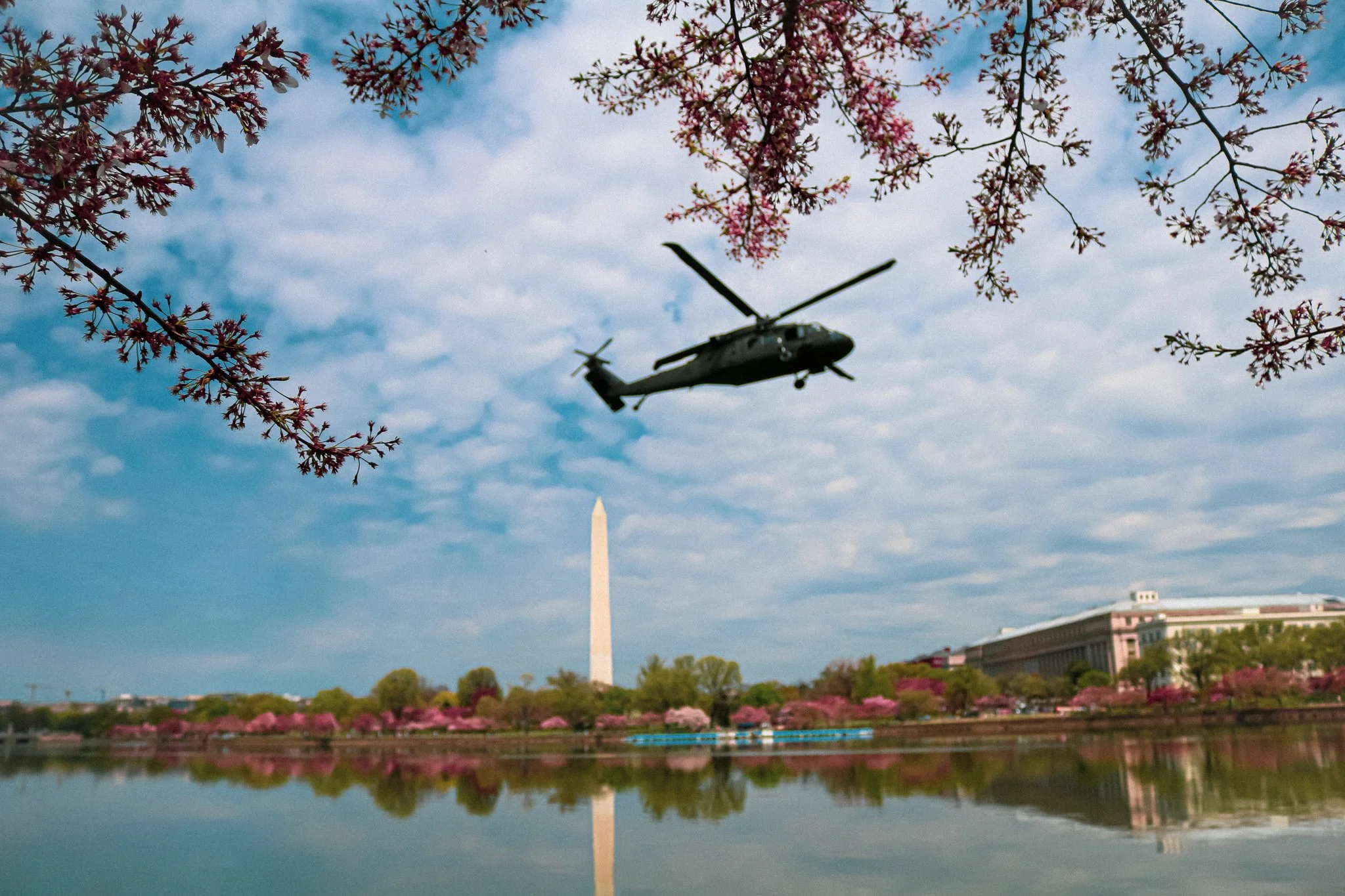 A black helicopter flying over the Lincoln Memorial and Washington Monument in Washington, D.C., with blooming cherry blossom trees reflecting in the water.