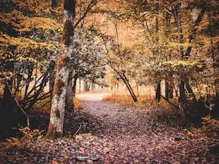 A dirt path through a forest with autumn-colored trees and fallen leaves on the ground.