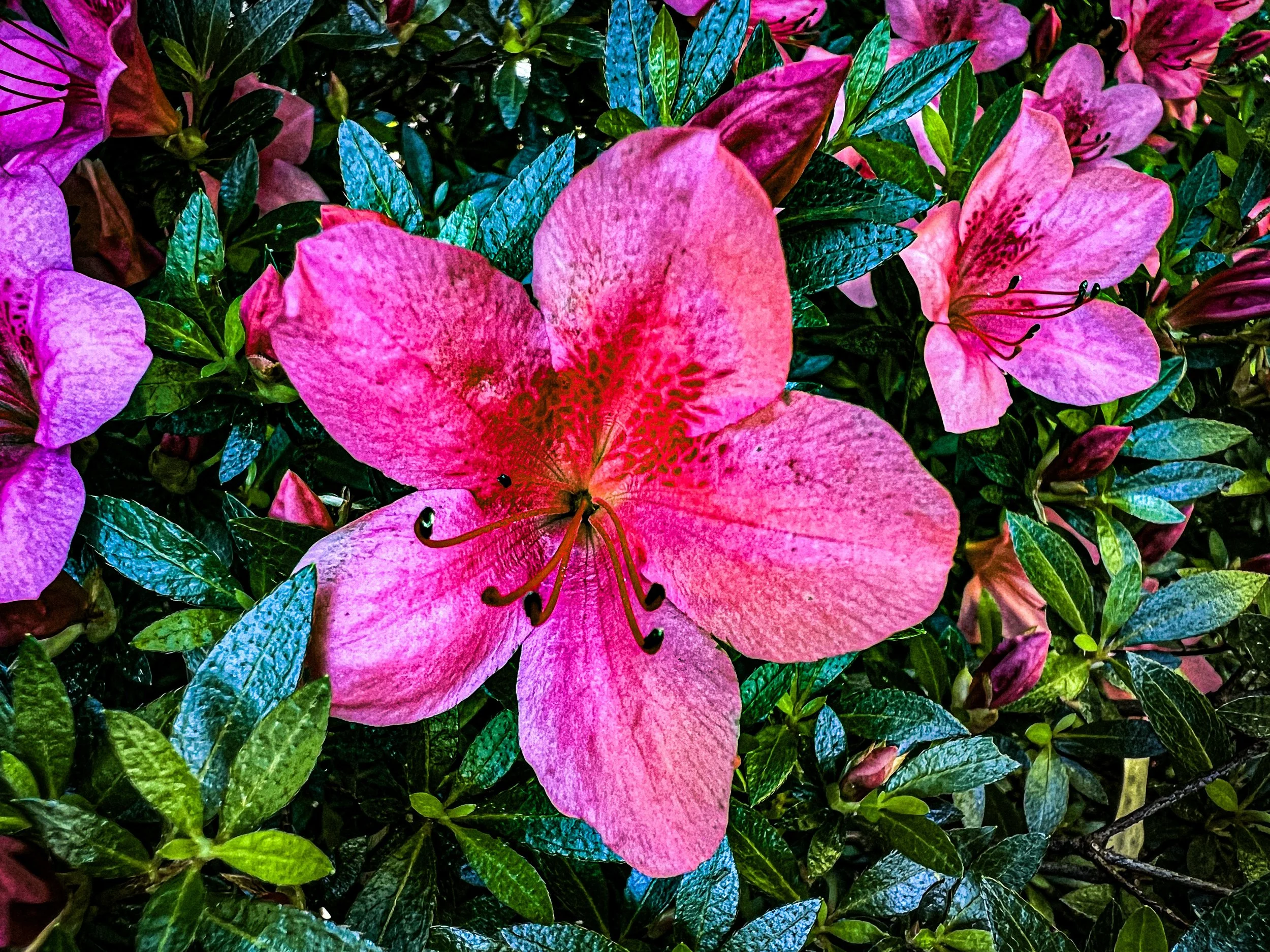 Close-up of a pink azalea flower with green leaves in the background.