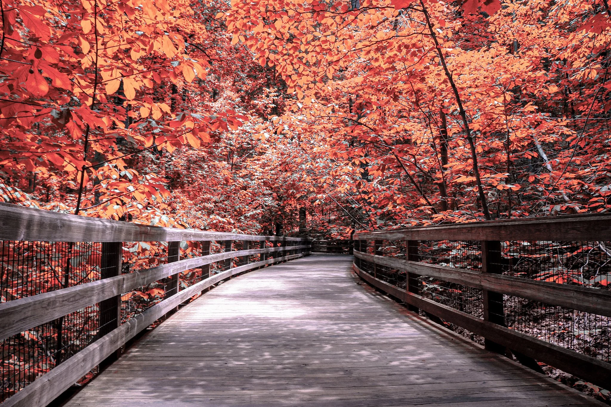 A wooden pathway surrounded by vibrant orange and red autumn leaves canopy.