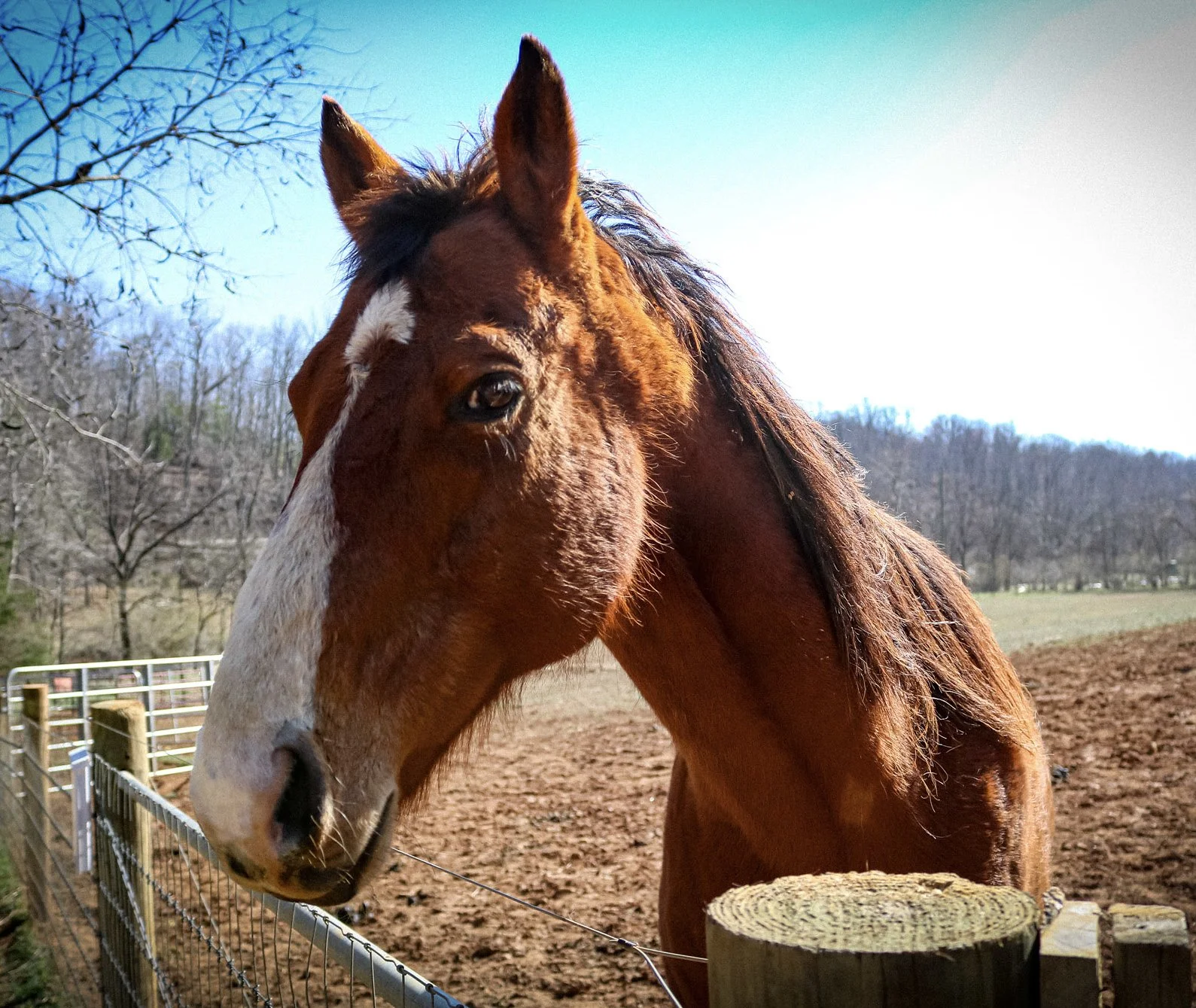 A brown horse with a white blaze on its face stands behind a wooden fence on a farm, with leafless trees and a clear blue sky in the background.