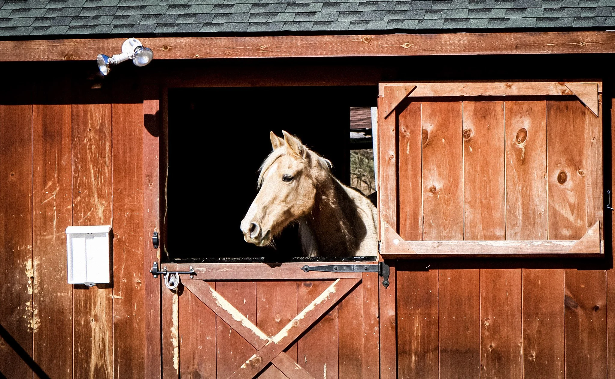 A horse looking out from the open window of a red barn.