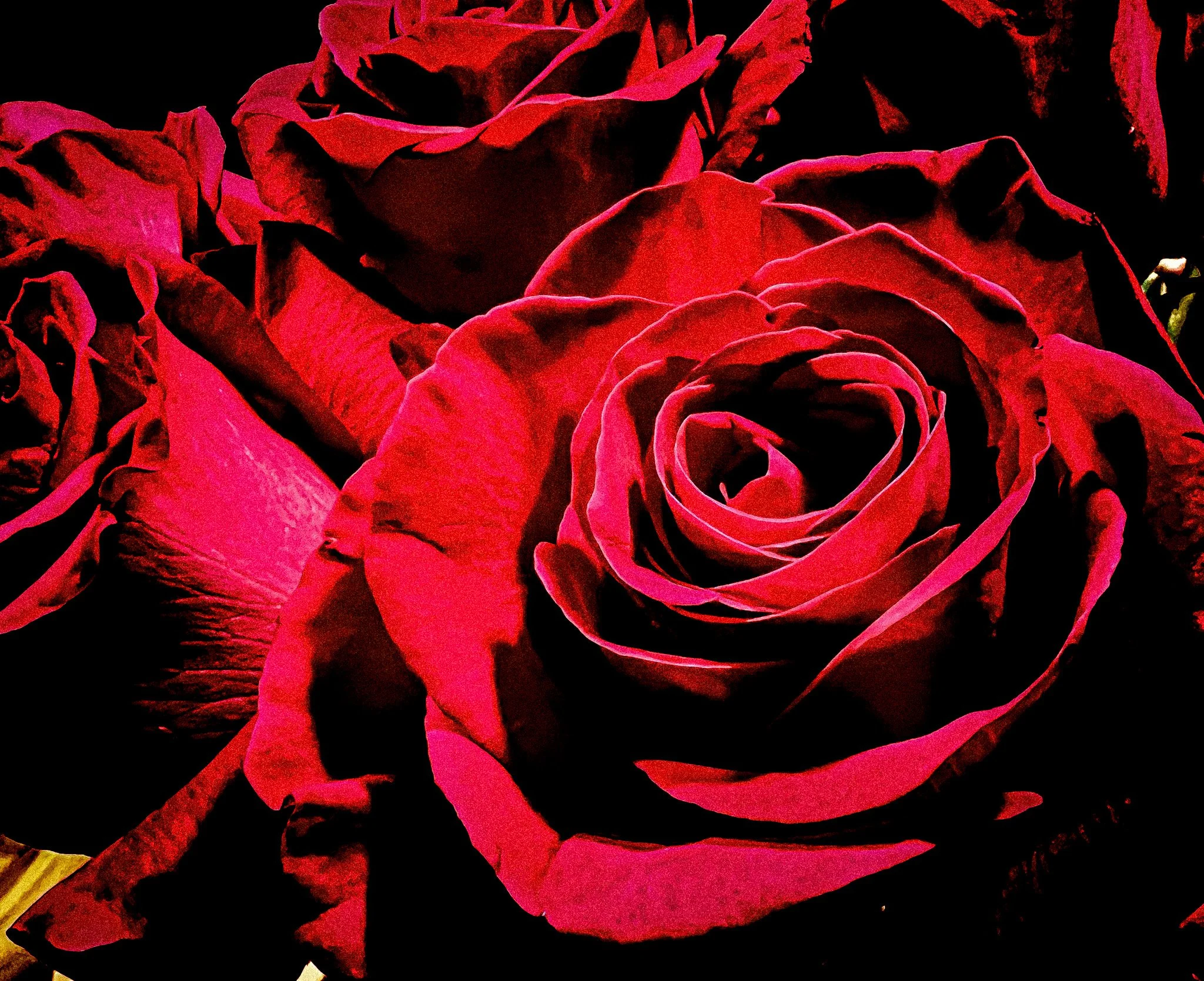 Close-up of a vibrant red rose flower with detailed petals against a black background.