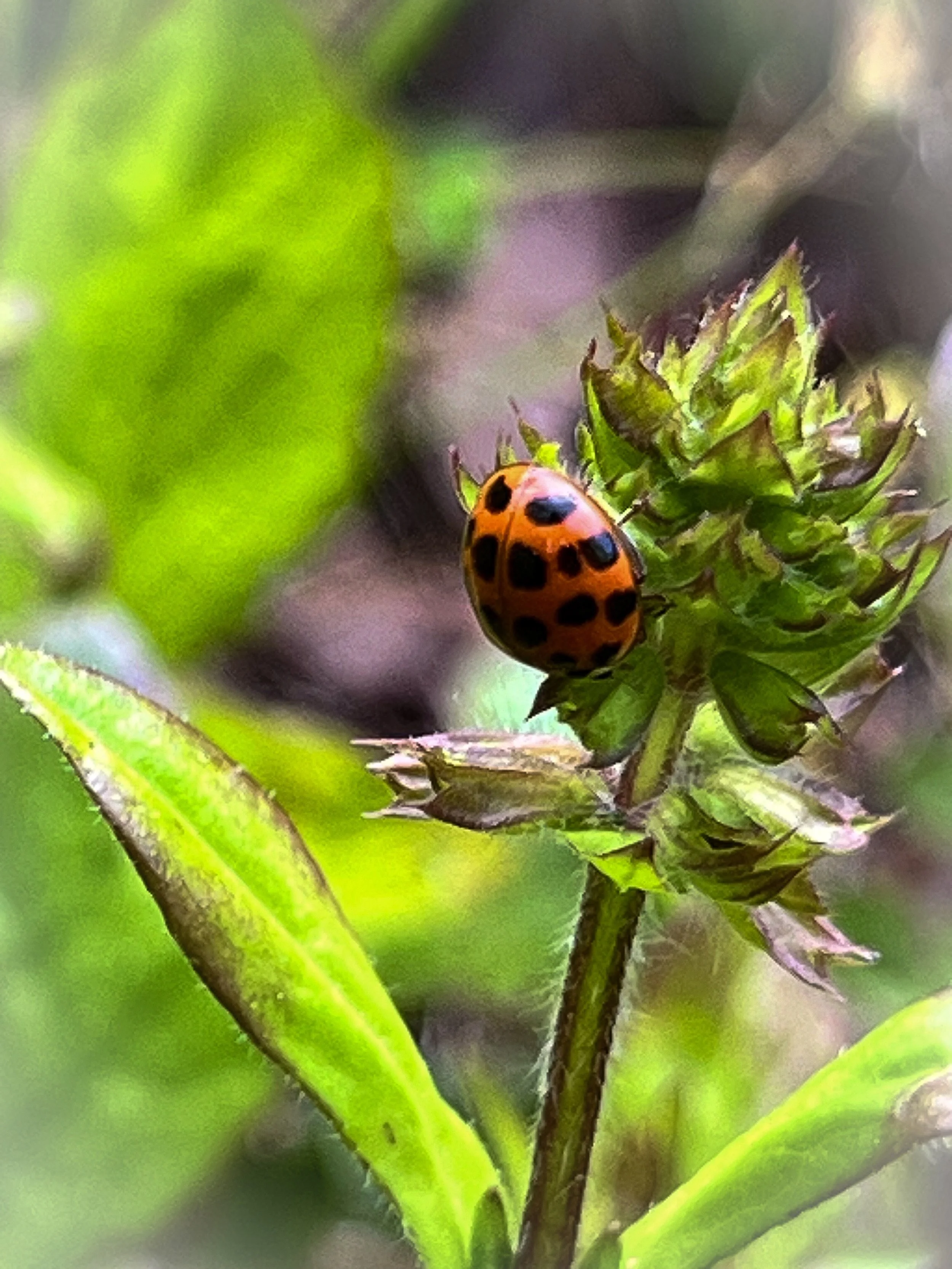 Close-up of a ladybug on a green plant with leaves and buds.